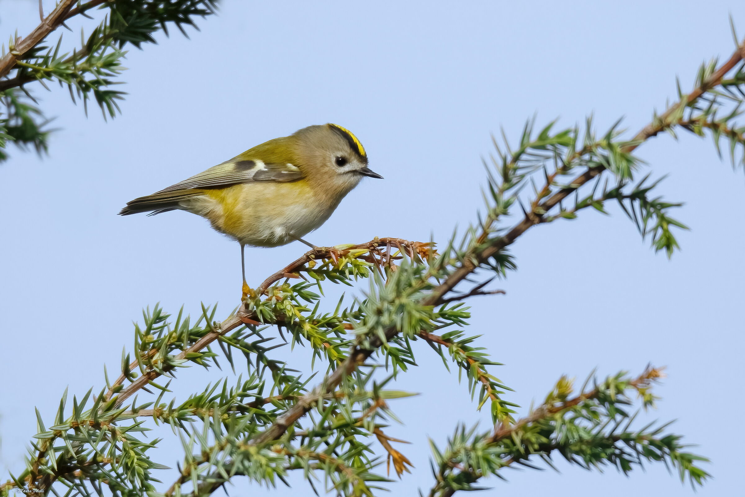 Regulus (Regulus regulus)