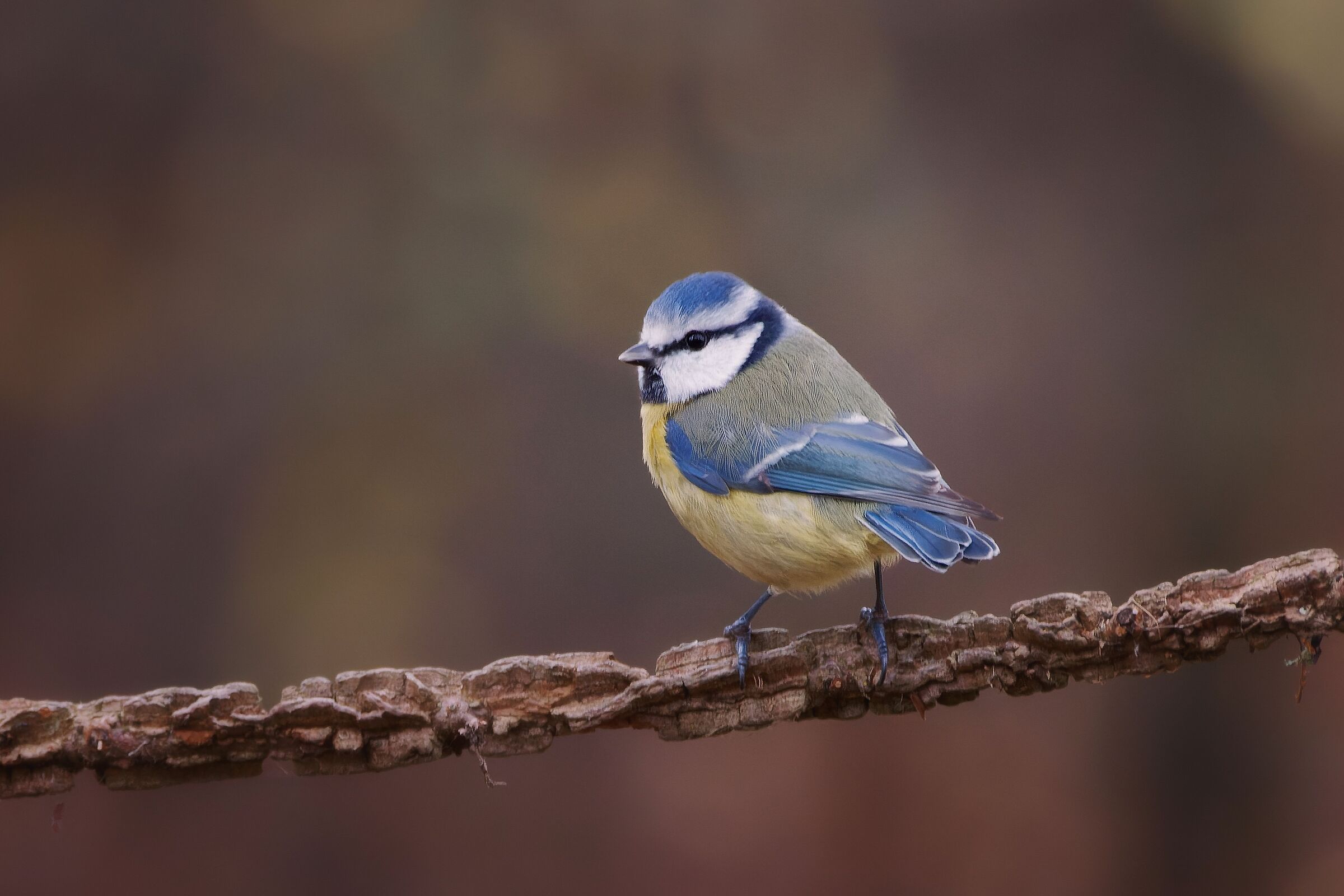 Cinciarella invernale