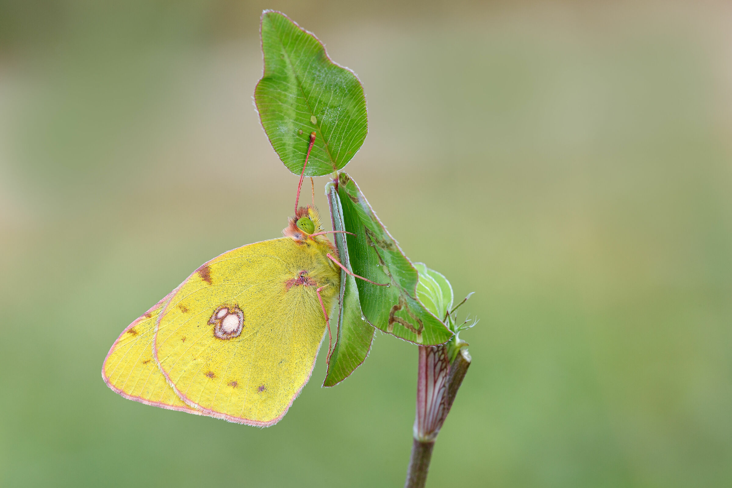 Colias Crocea
