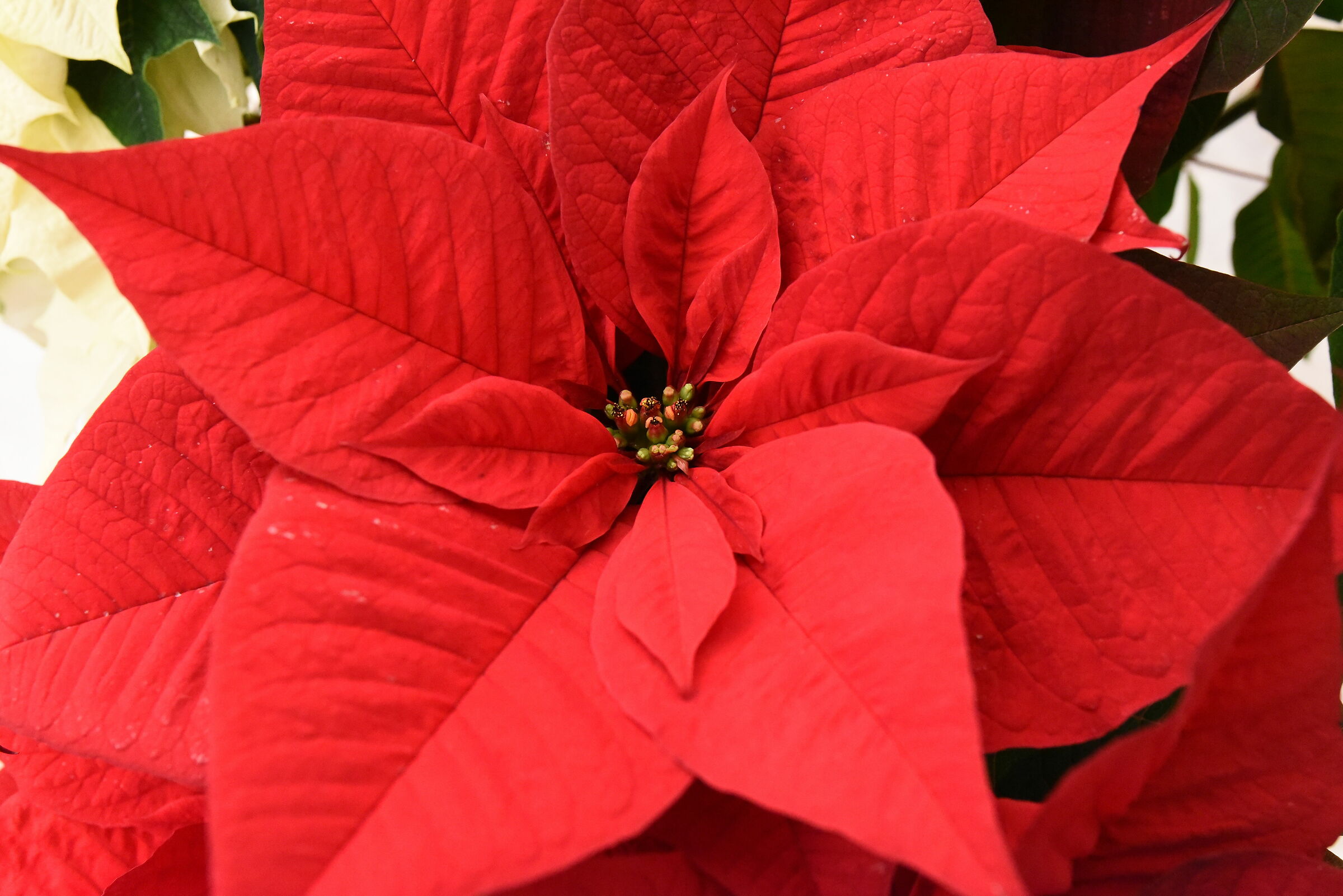 " ISO 8 Mila ", Sigma 28, 1.4 Art - Nikon D 750