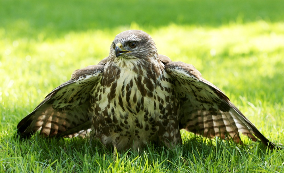 Buzzard