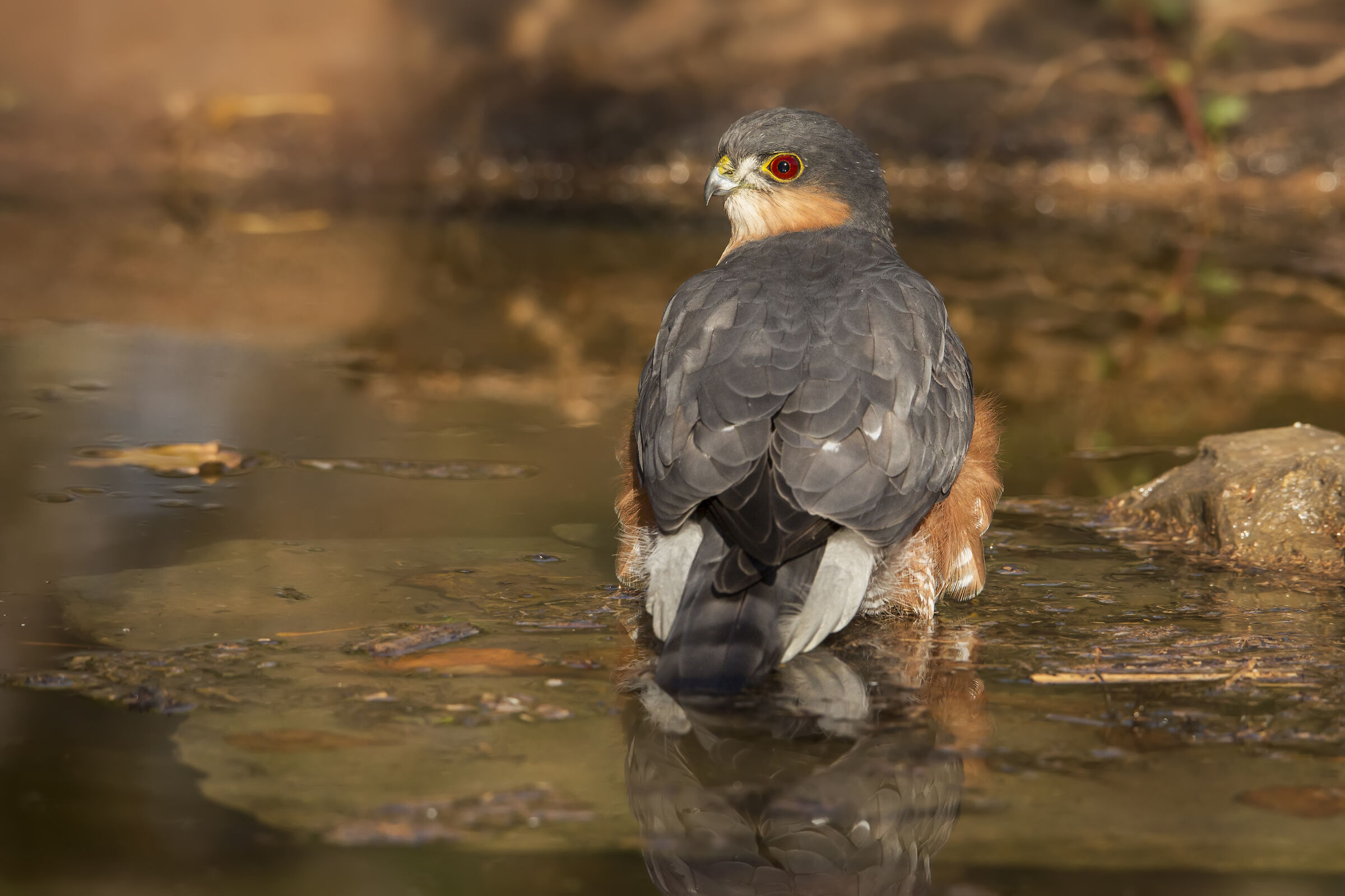 Occhi rossi in vasca