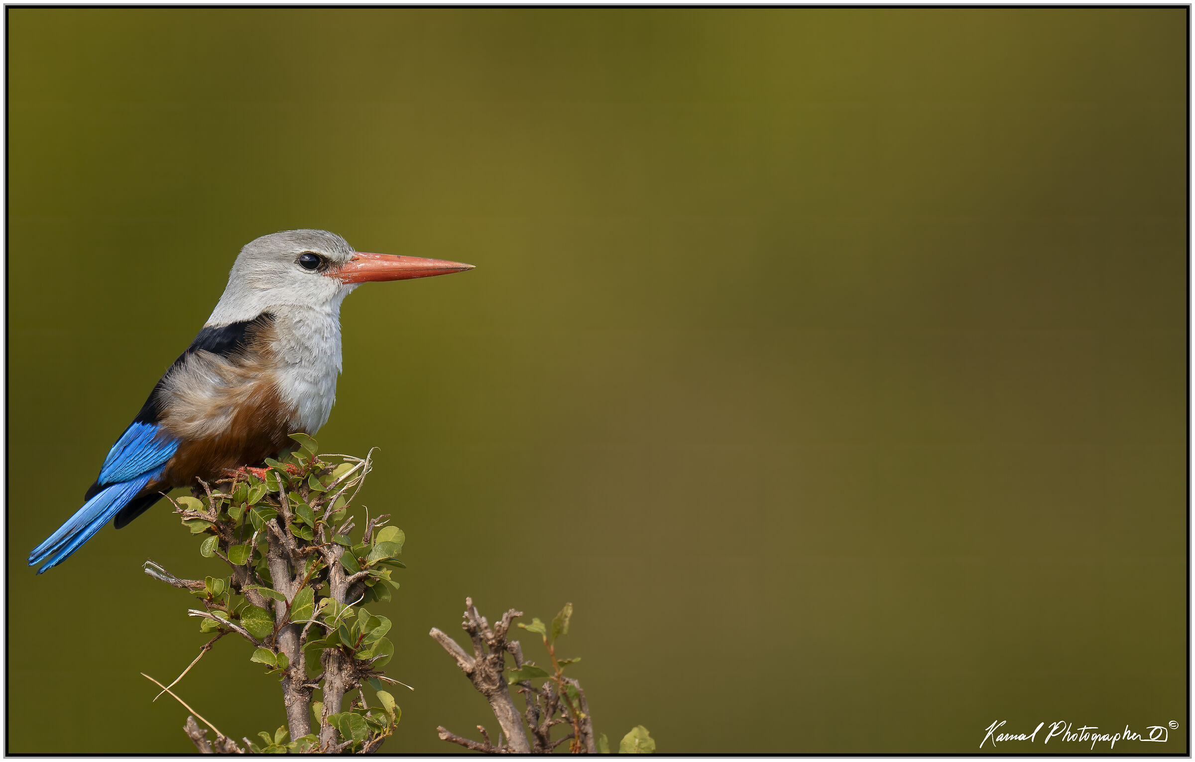 ( Martin Pescatore Testa Grigia)