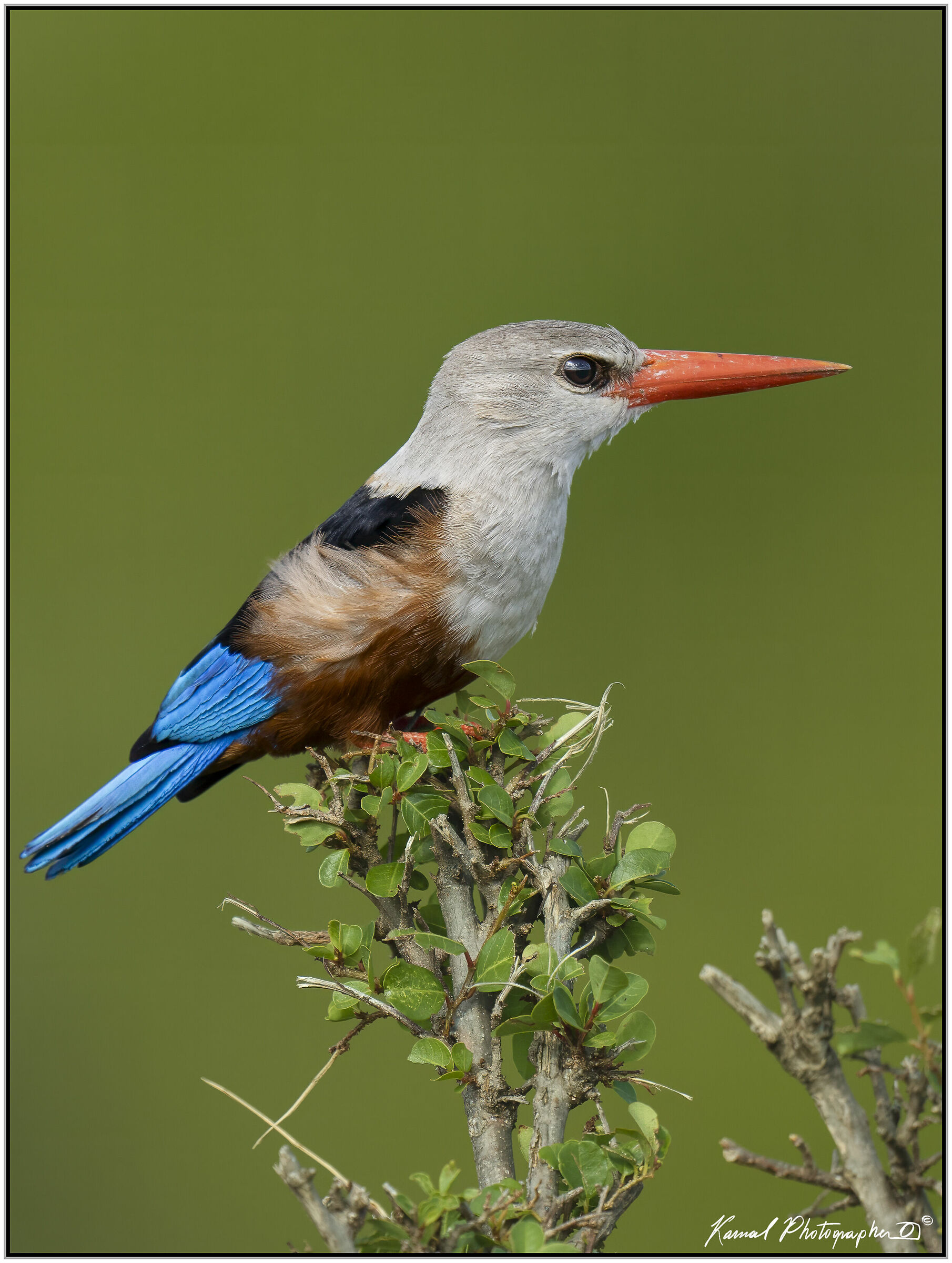 ( Grey-headed Kingfisher)