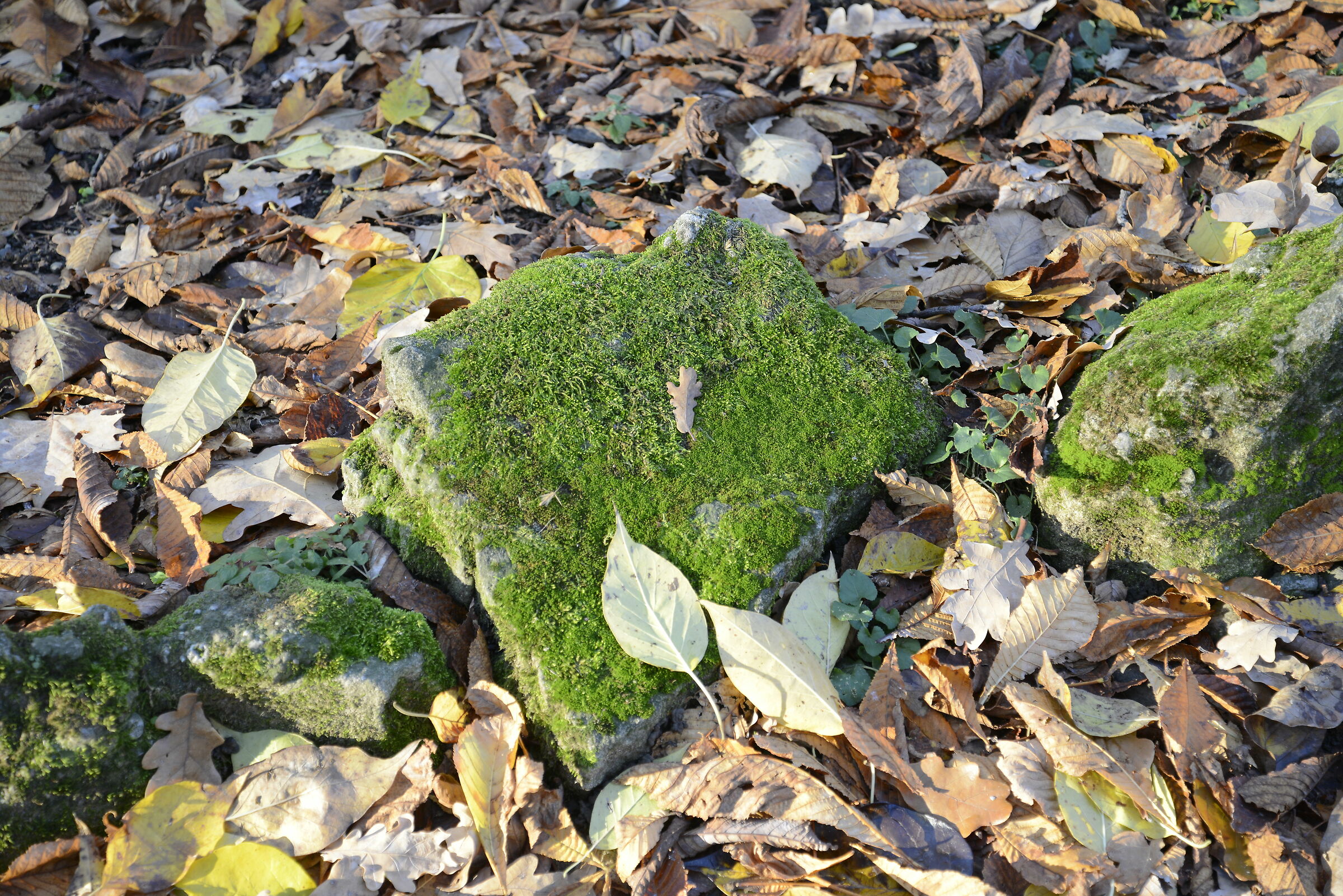Un po' di verde in autunno