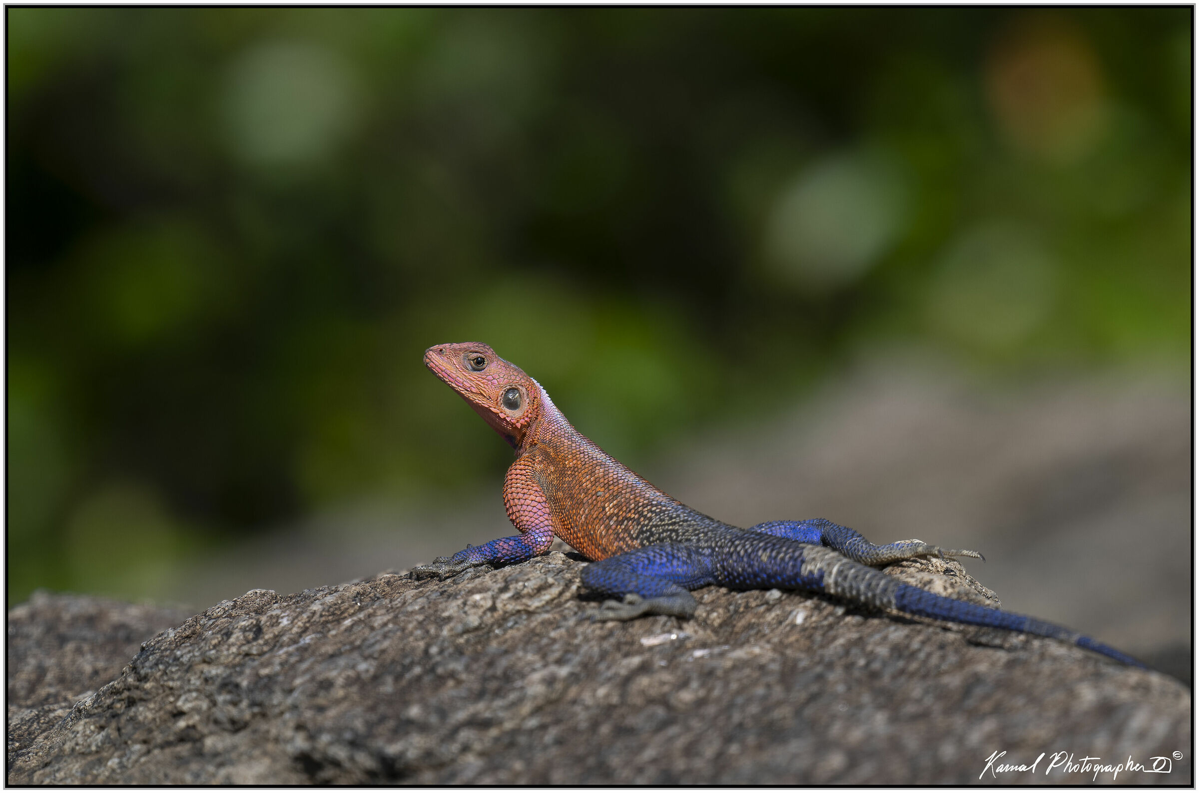 (Agama Agama)
