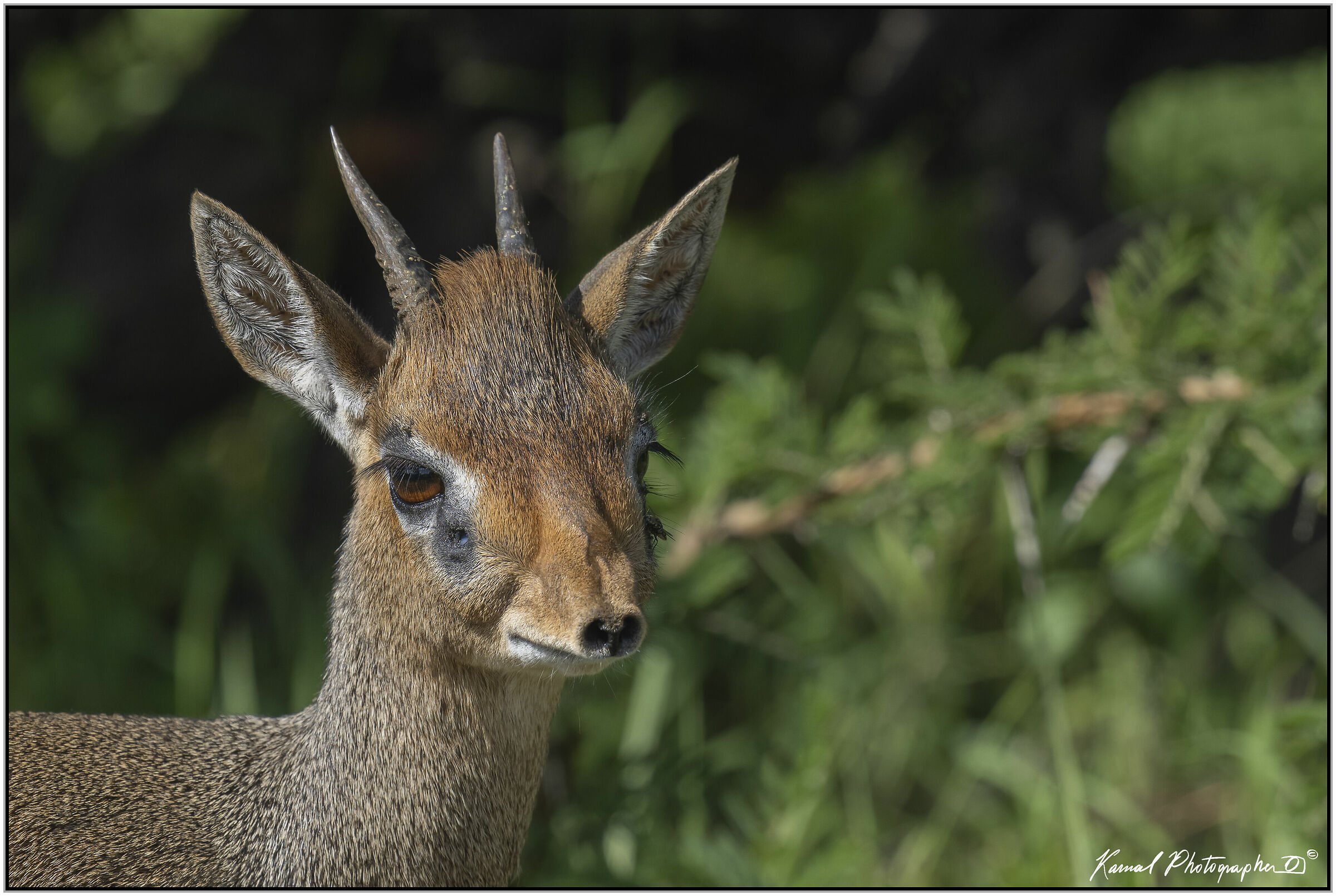 Dik Dik(Madoqua saltiana)