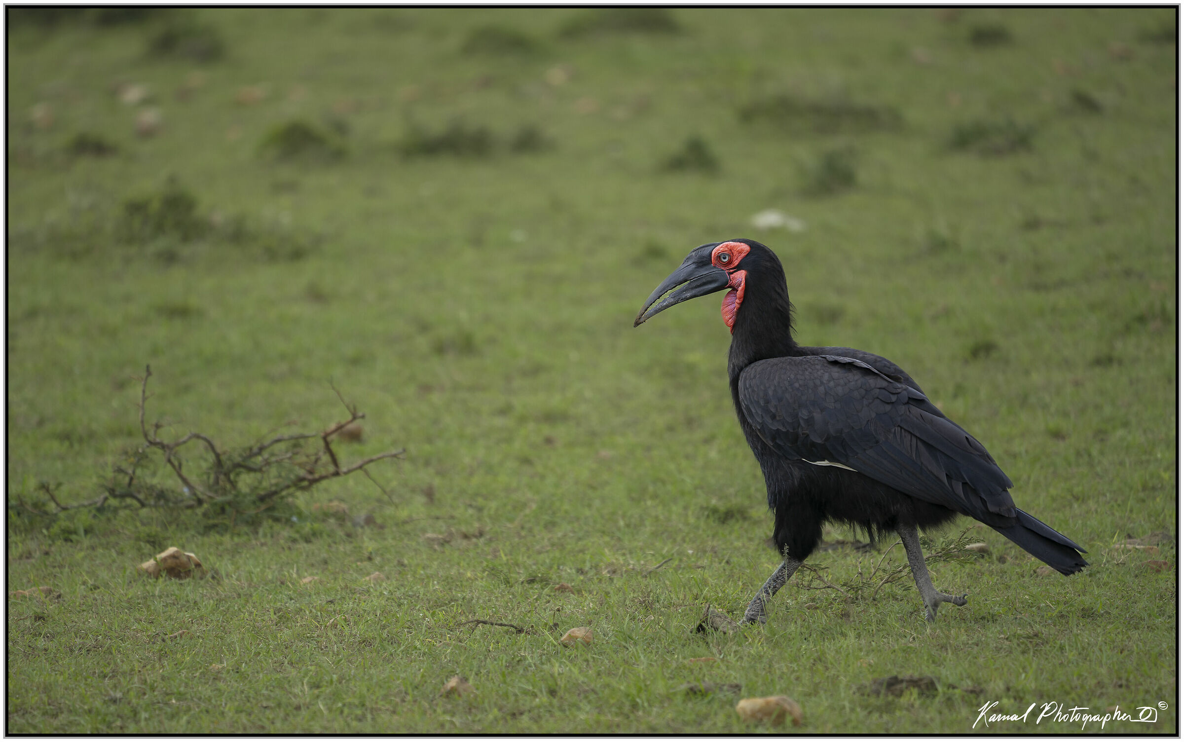 (Bucorvus)(Bucorvus leadbeateri)