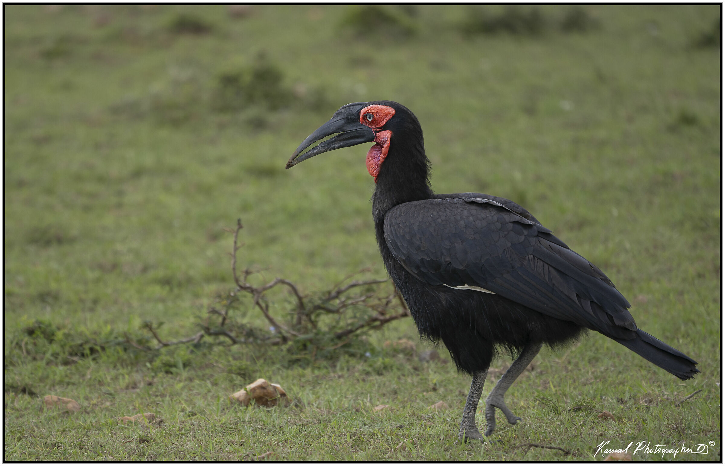 (Bucorvus)(Bucorvus leadbeateri)