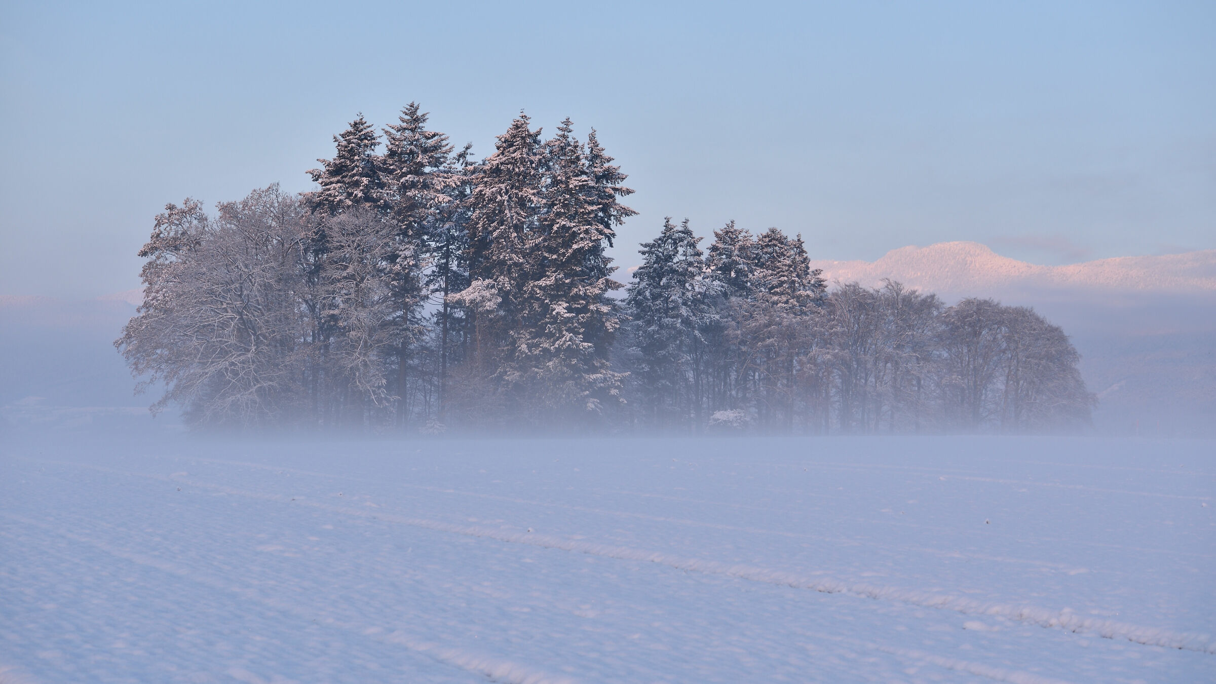 Alba innevata