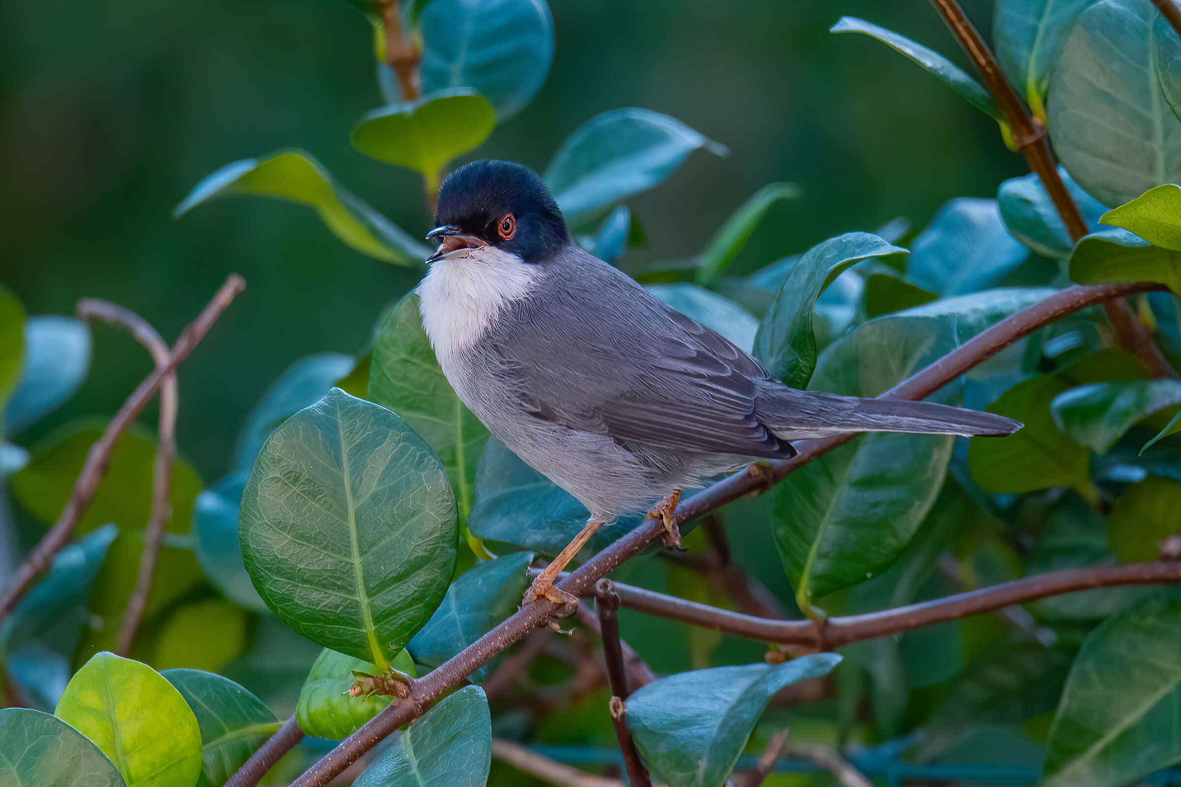Occhiocotto(Sylvia melanocephala)