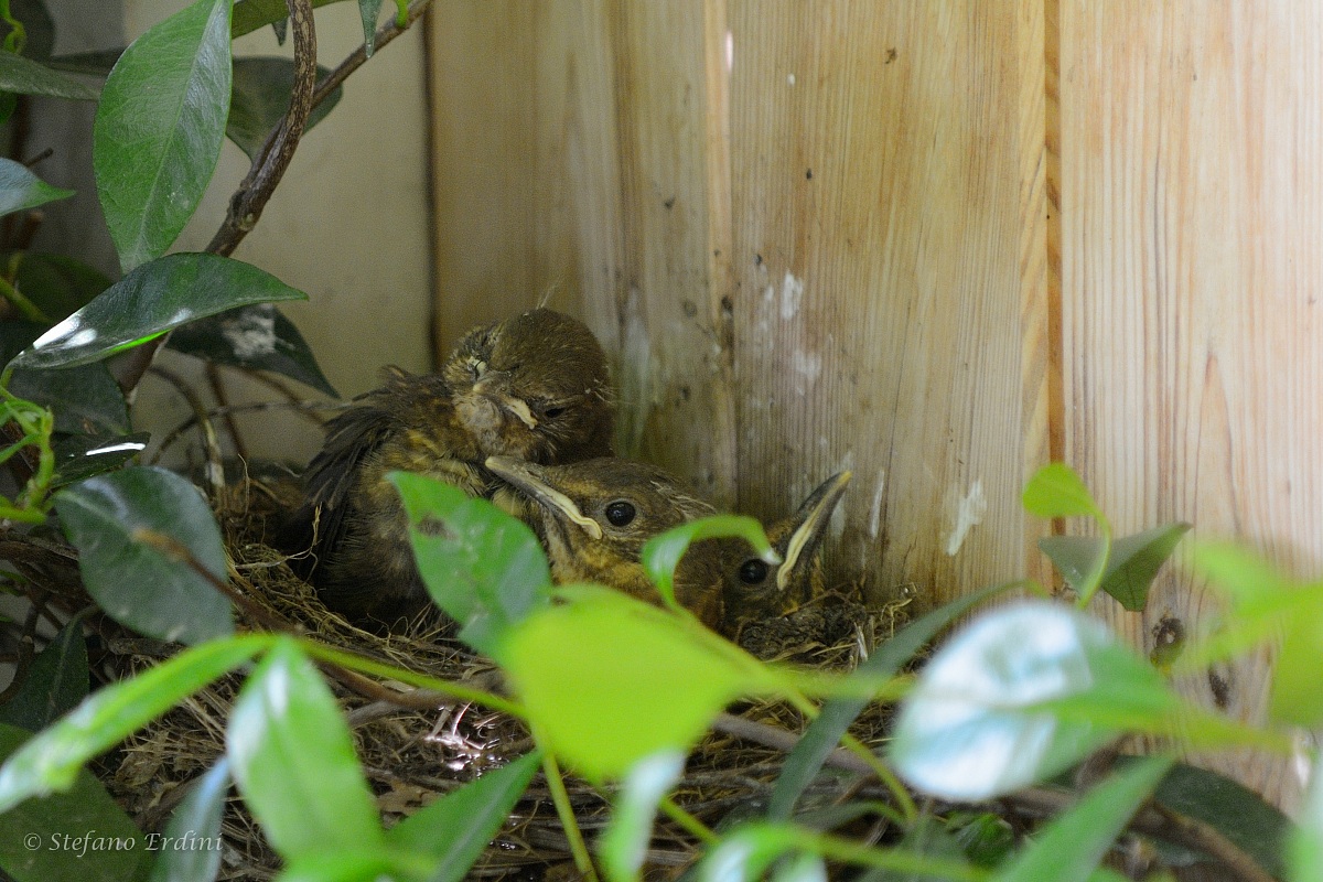 La famiglia Merlo cresce...