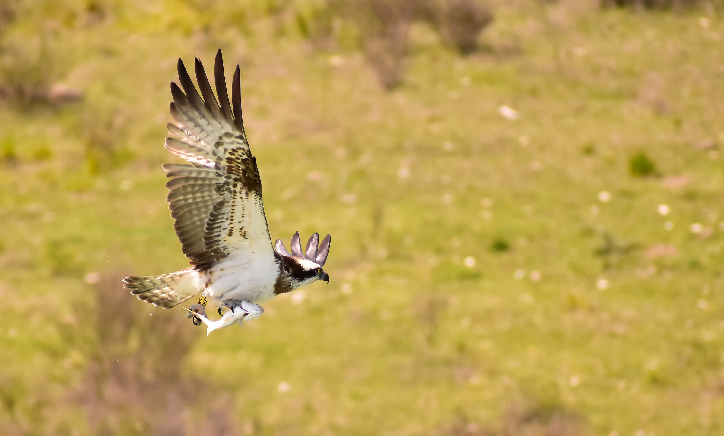 Osprey with prey