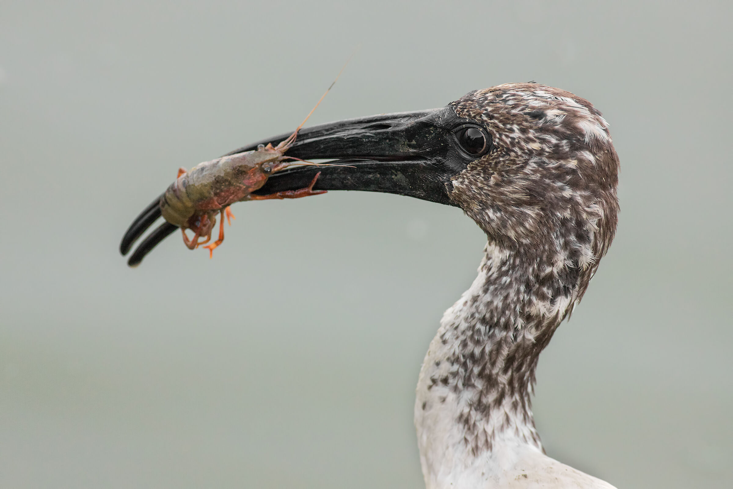 Colazione dal gusto discutibile