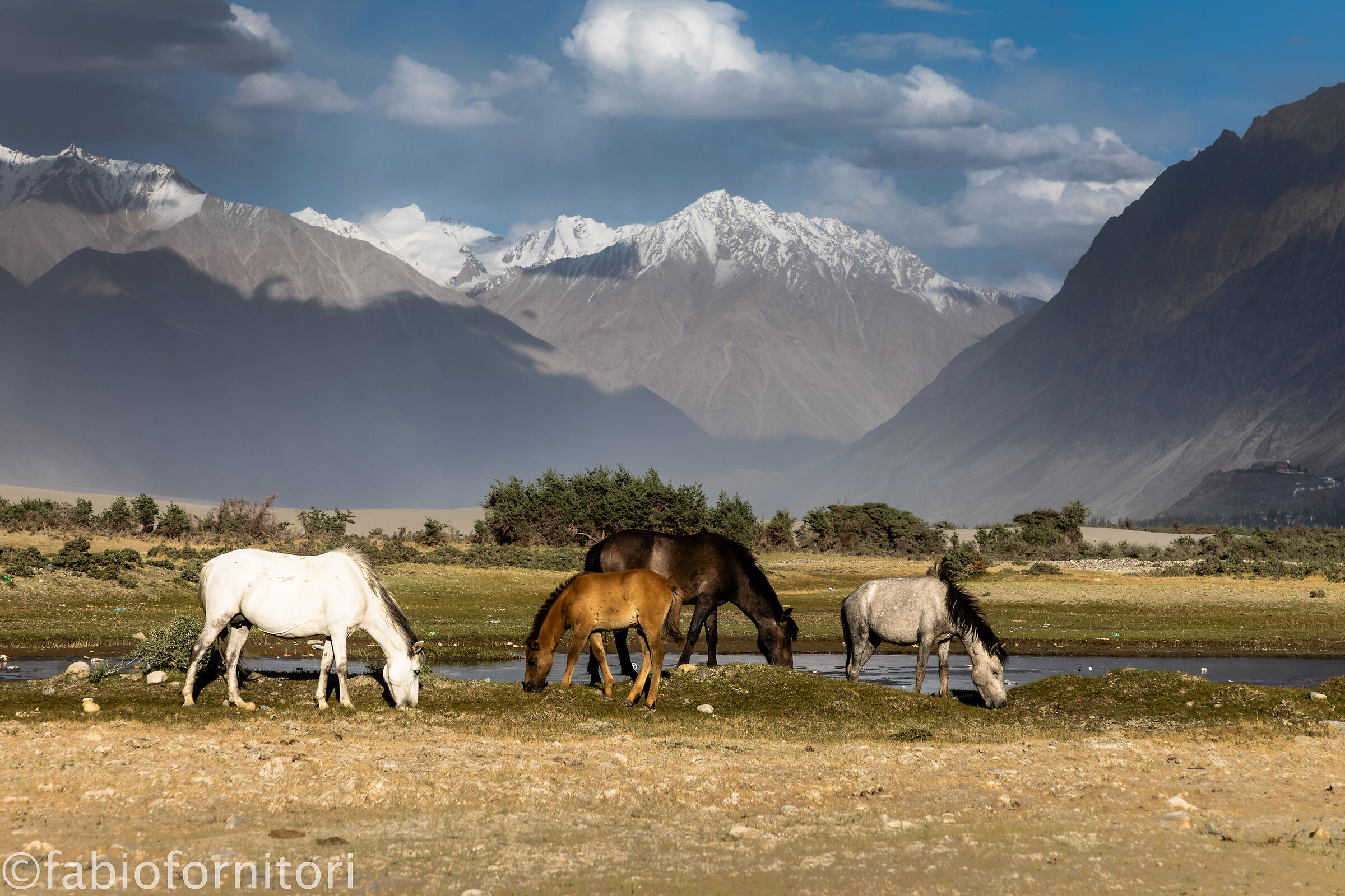 Nubra valley , Hunder , Ladakh, India 2023