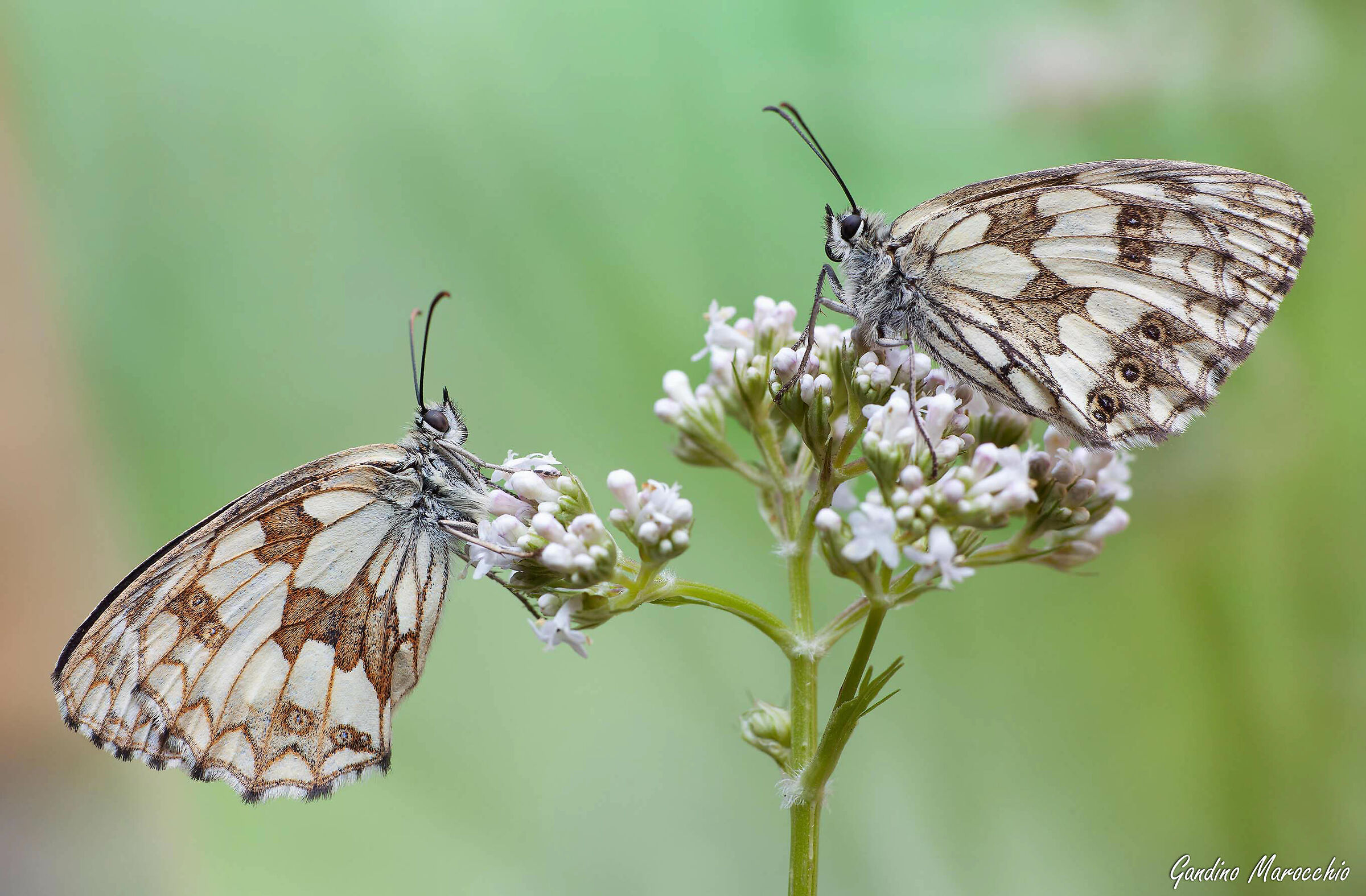 Melanargia Galathea