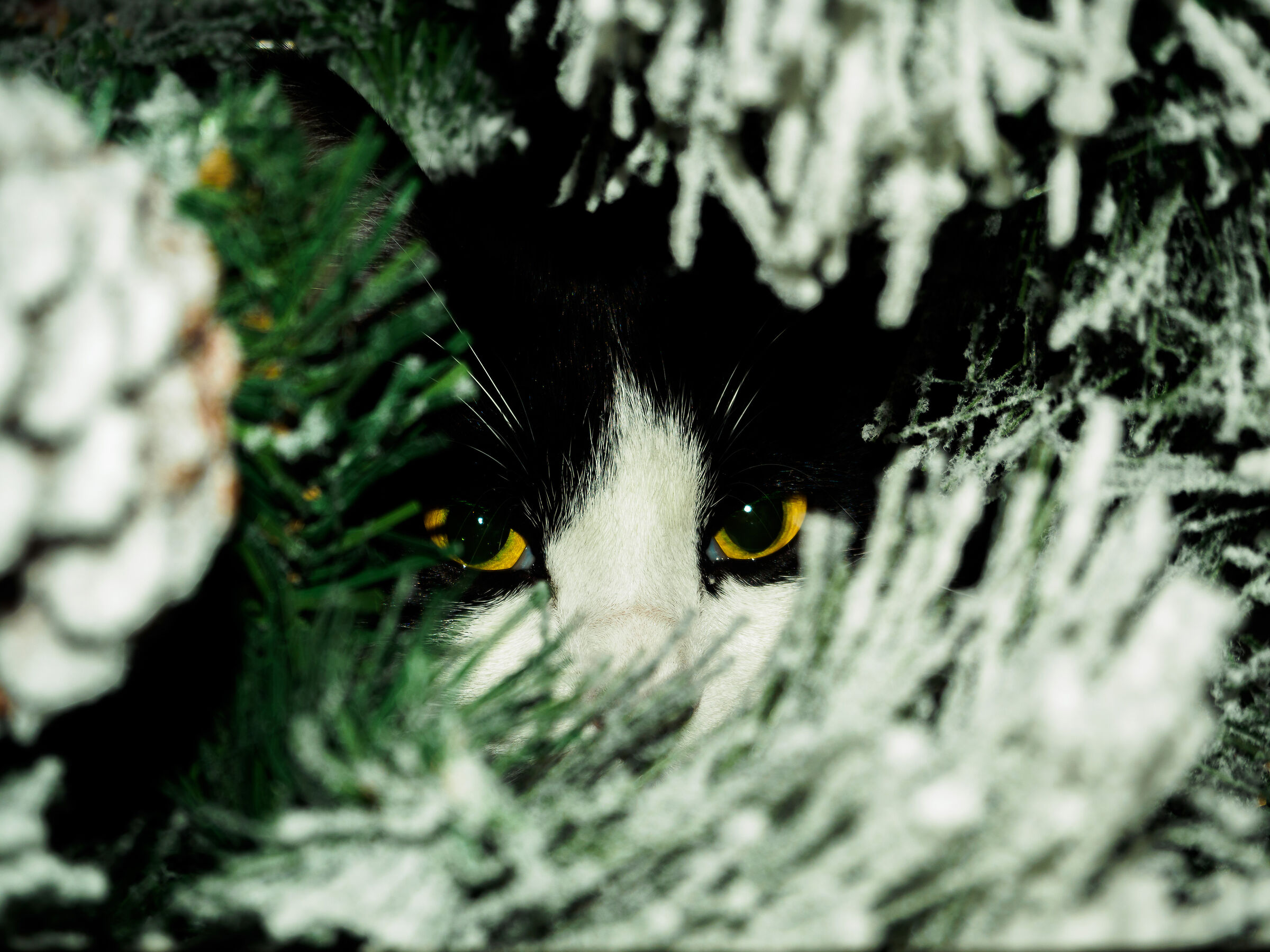 Gatto nell' albero