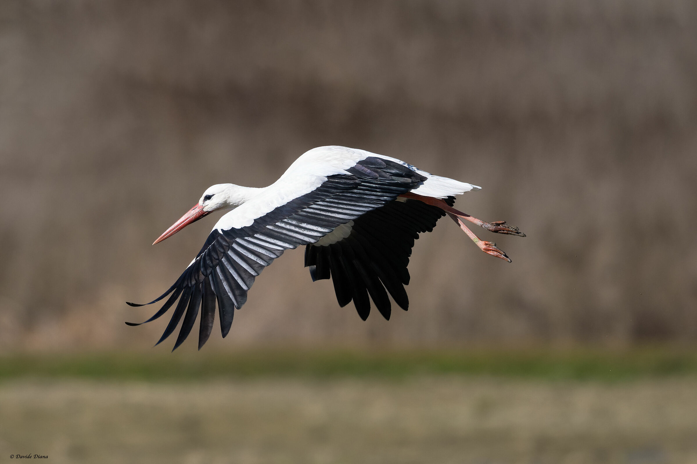 White stork