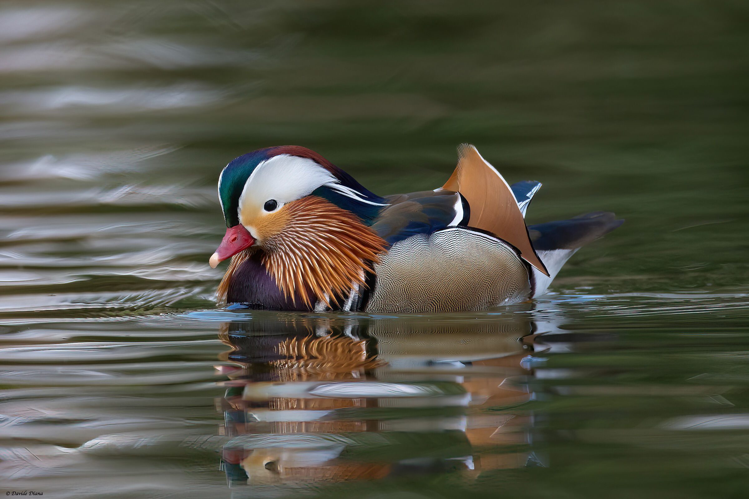 Mandarin duck