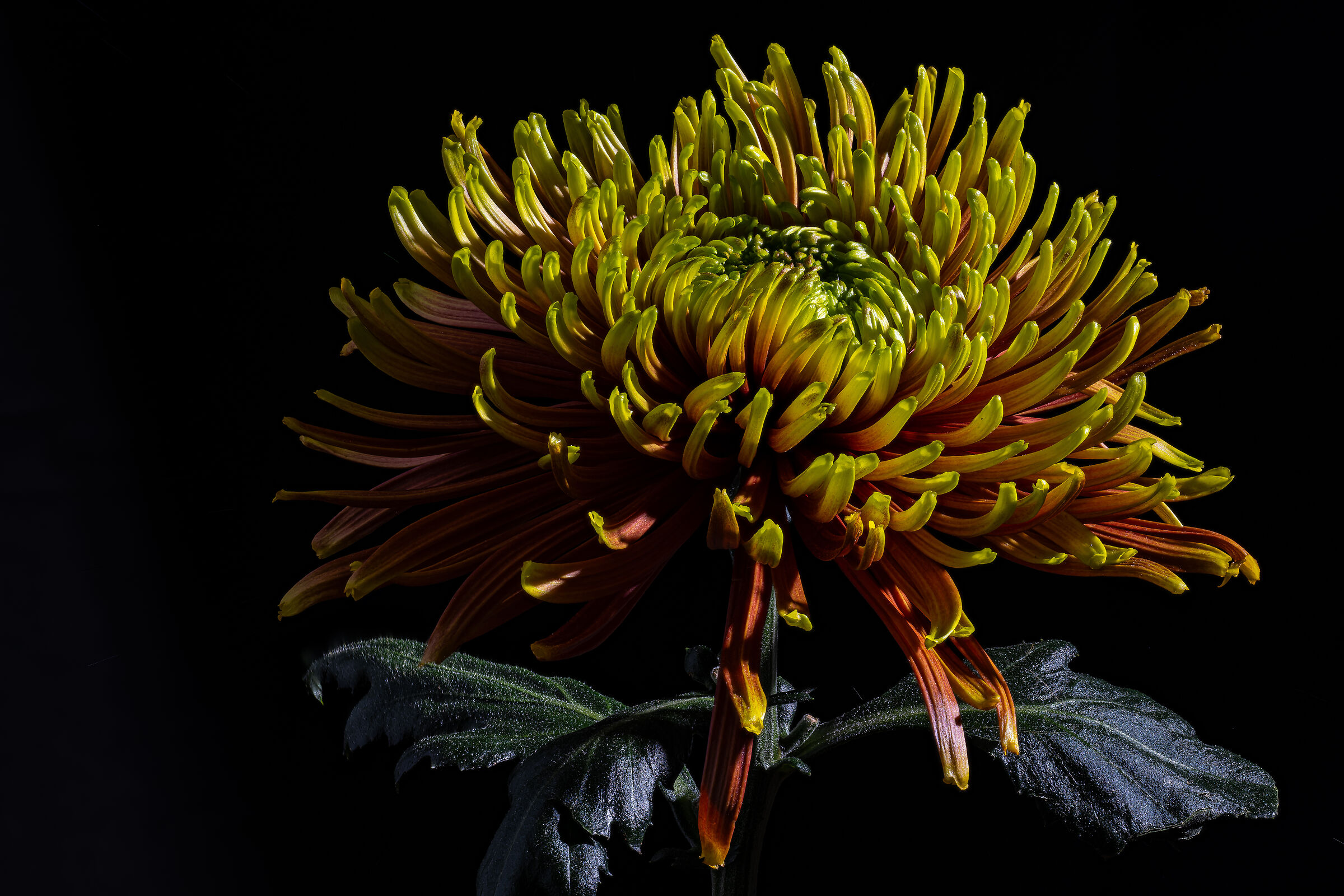 Chrysanthemum