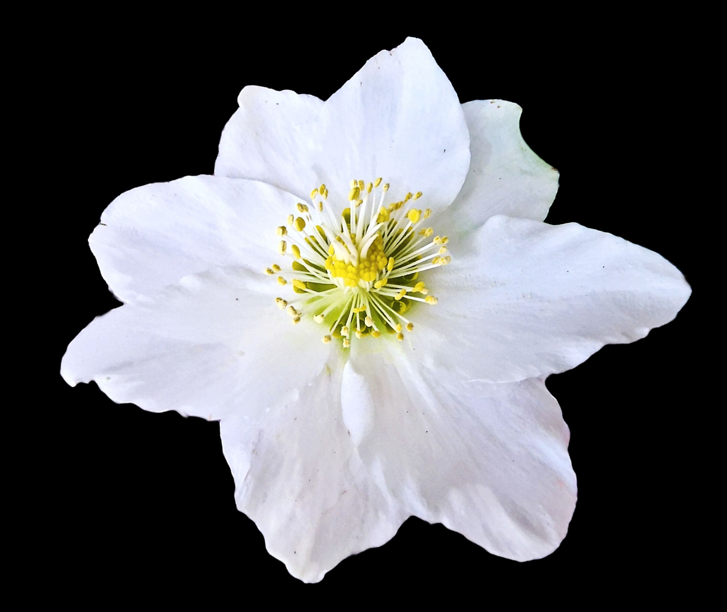 Helleborus niger con otto tepali