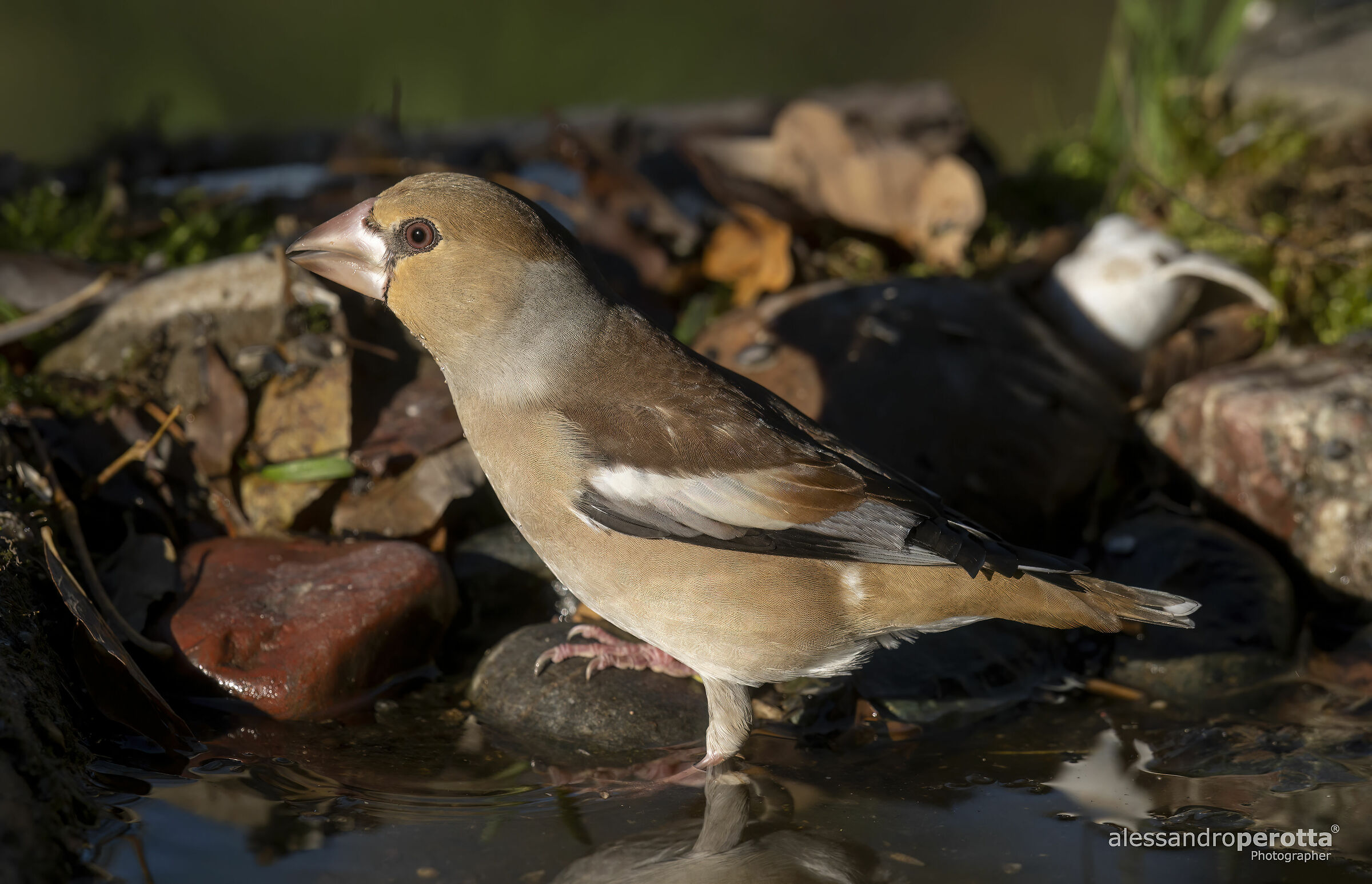 Coccothraustes coccothraustes