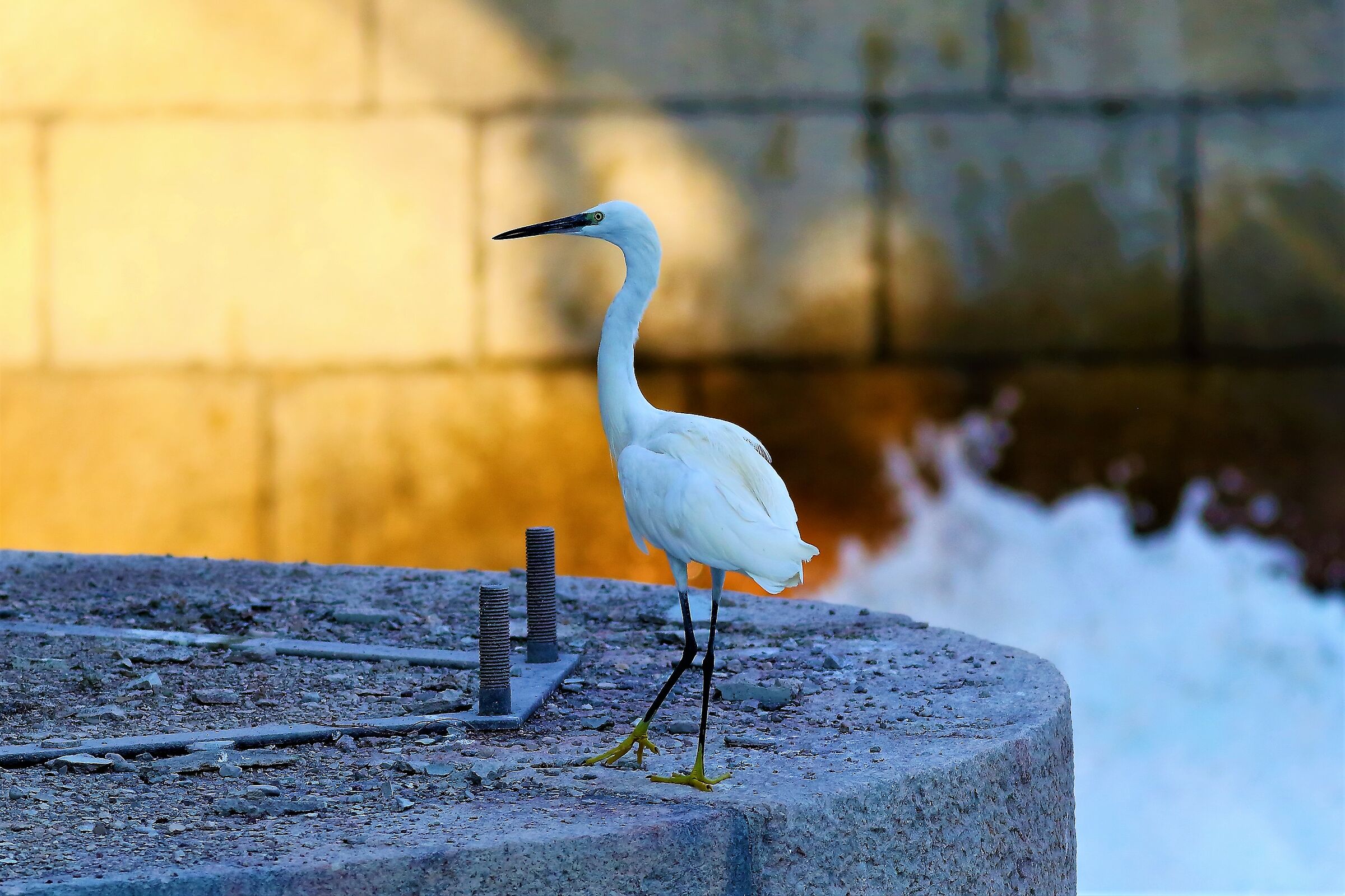 Little Egret 01 August 2023