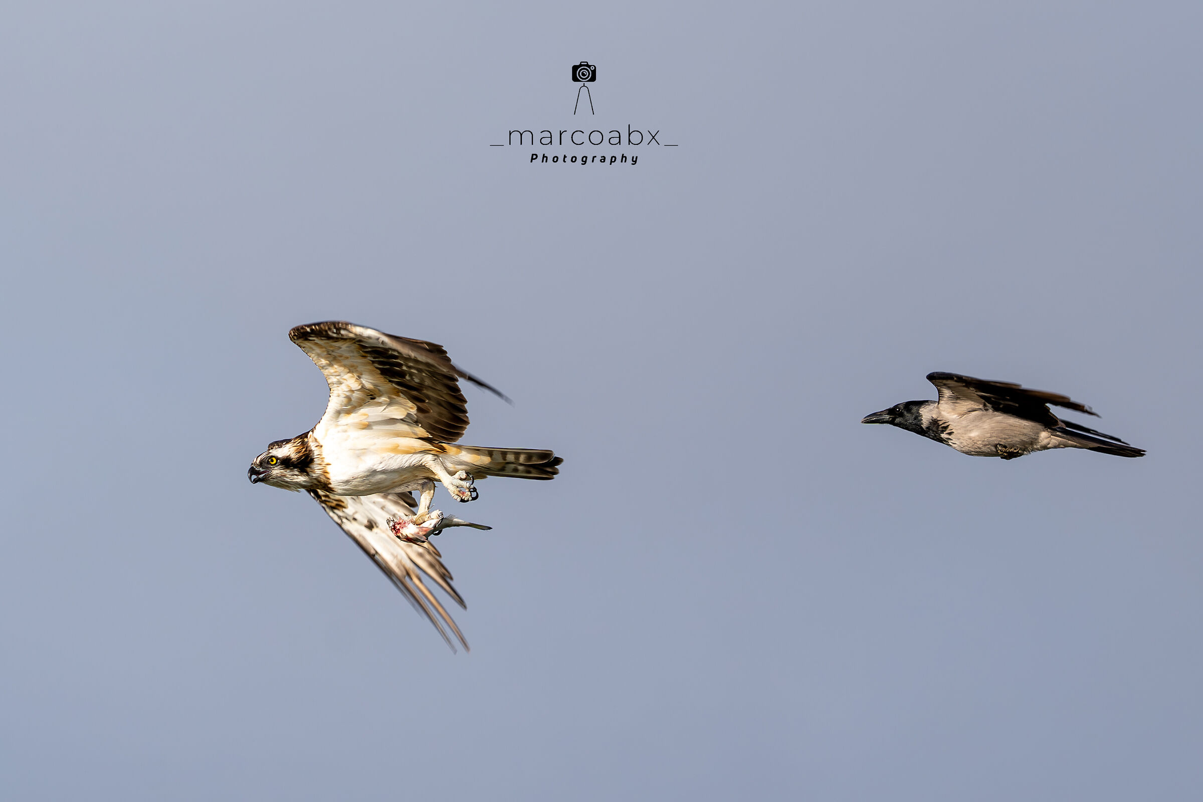 Falco pescatore