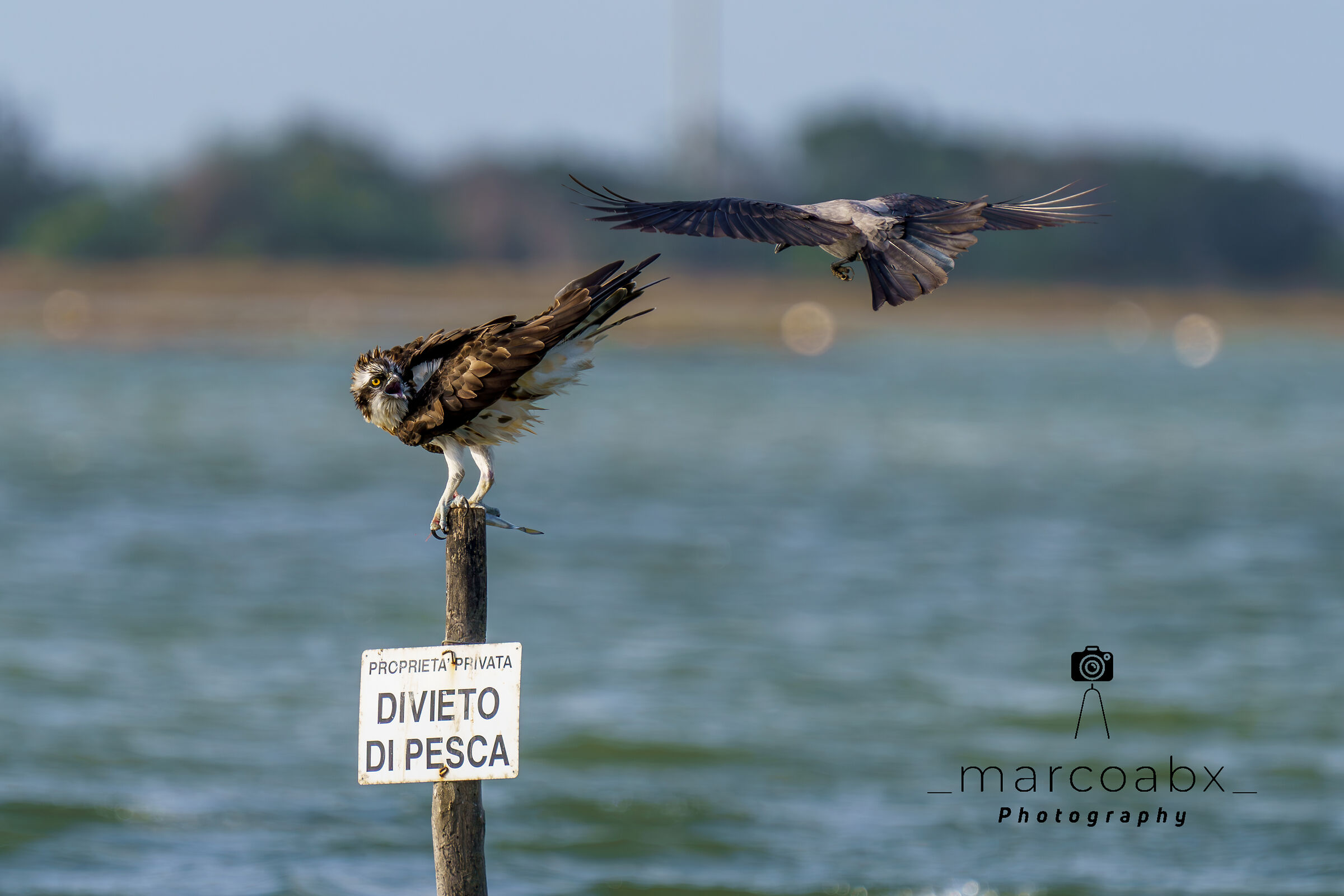 Falco pescatore