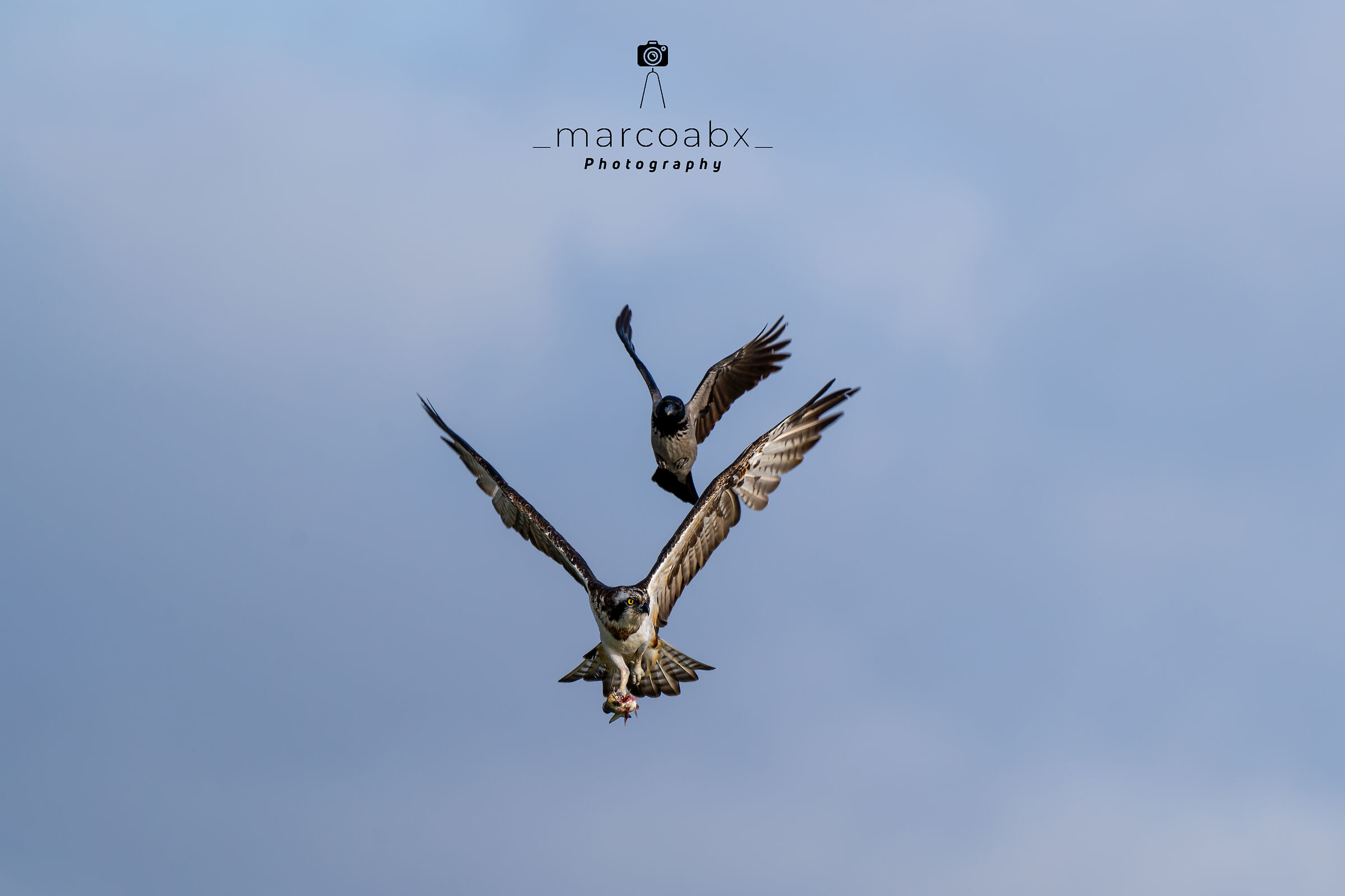 Falco pescatore