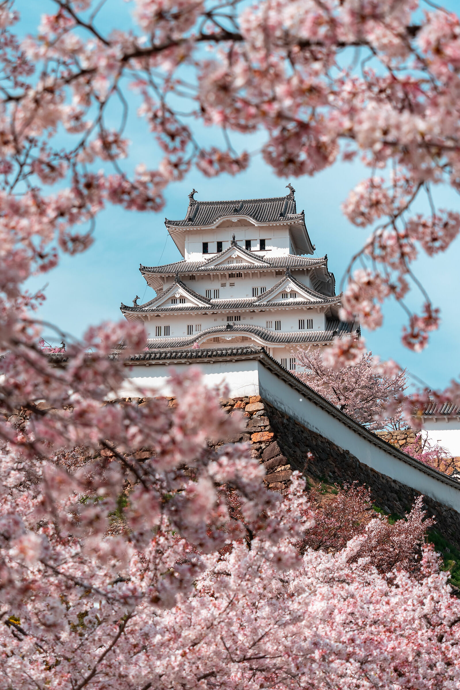 Himeji Castle with cherry blossom
