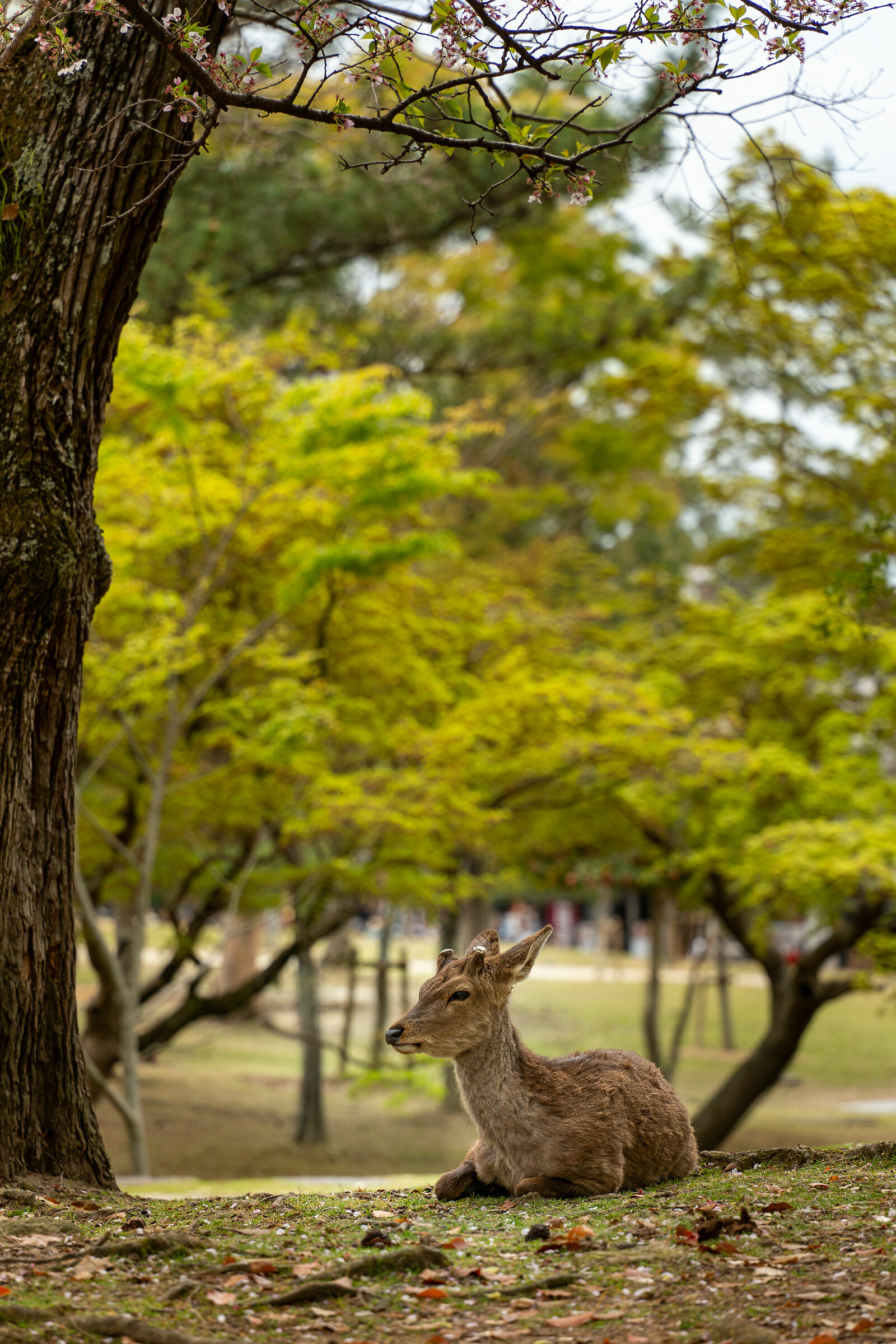 Nara Park Sacred Deer