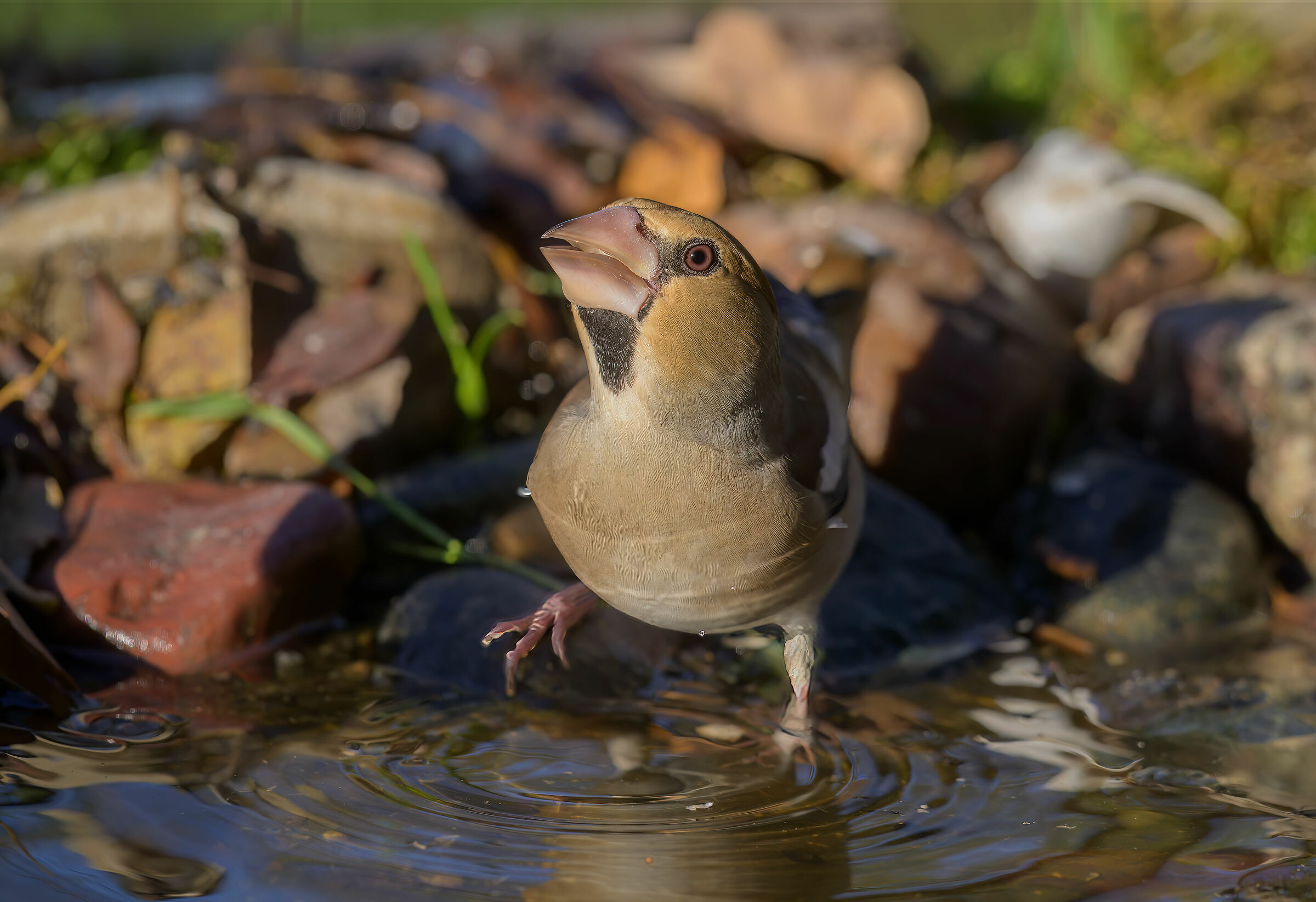 Coccothraustes coccothraustes