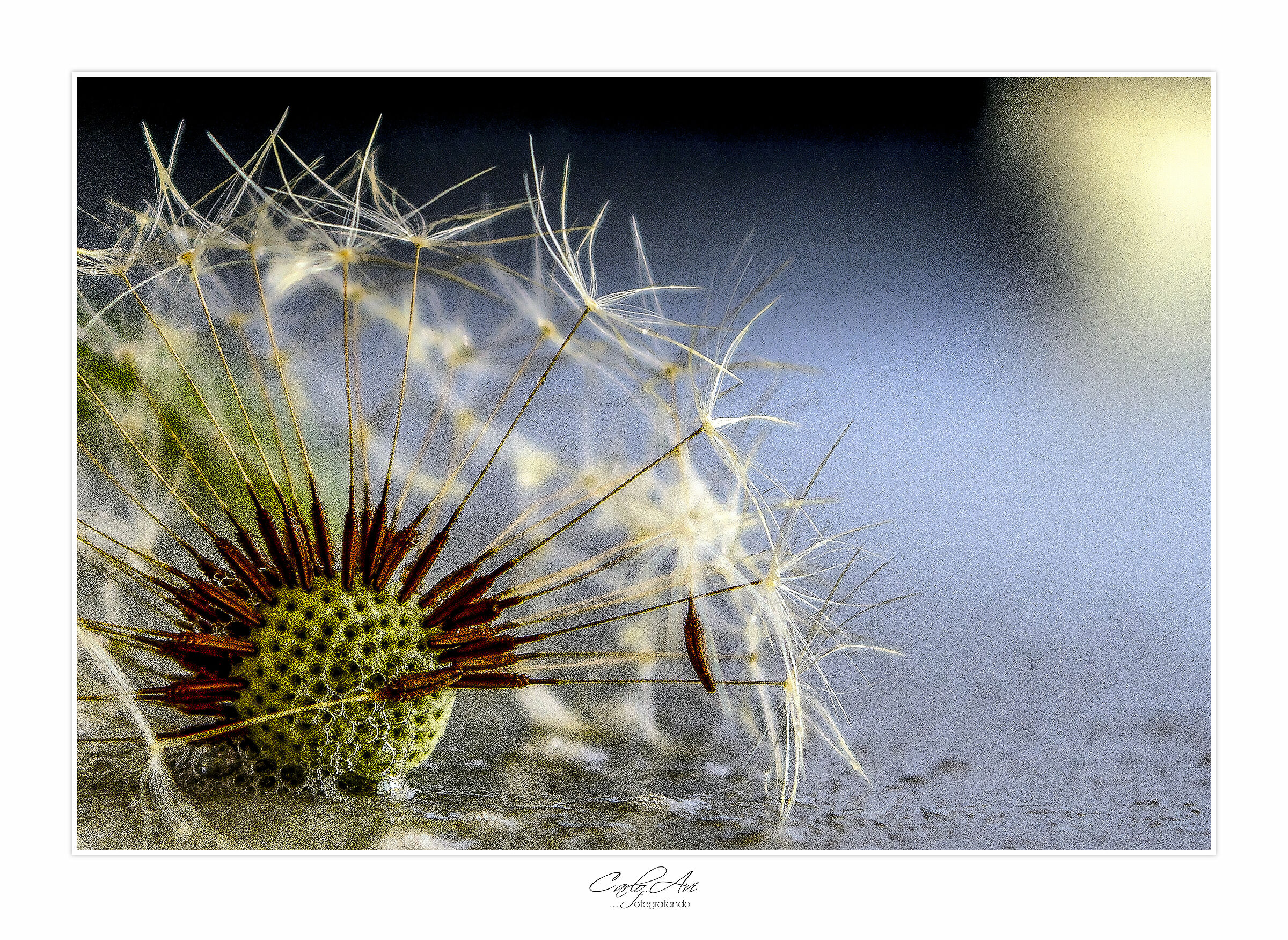 Taraxacum officinale