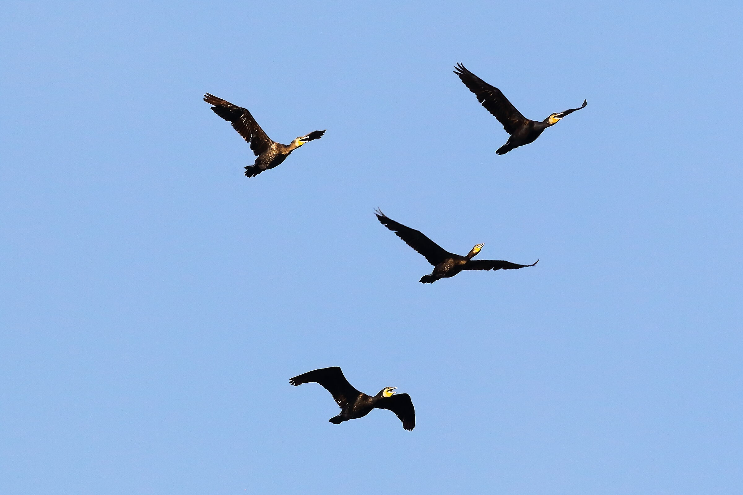 Cormorants August 01, 2023