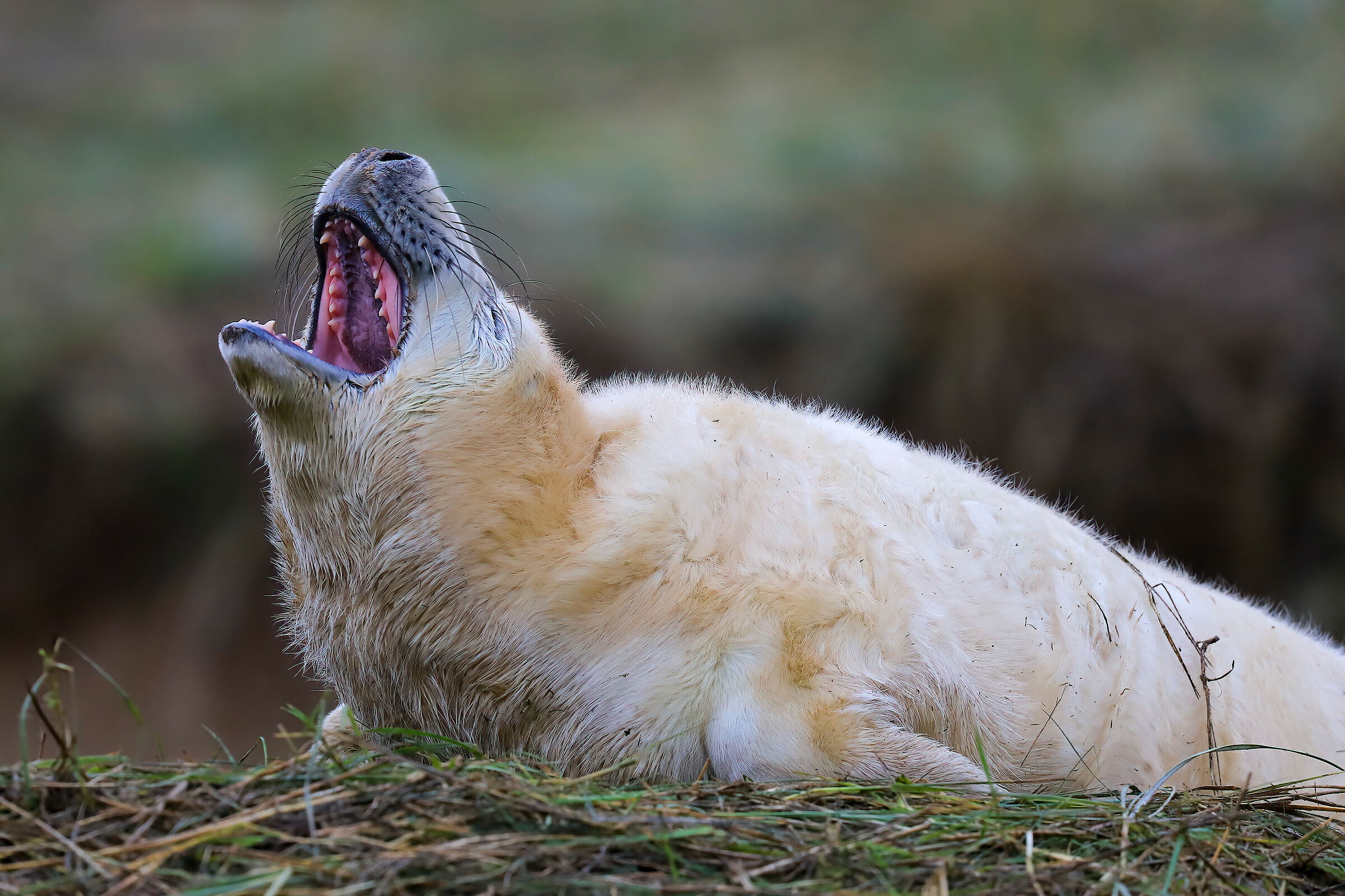 Donna Nook's Seals (Lincolnshire - UK)