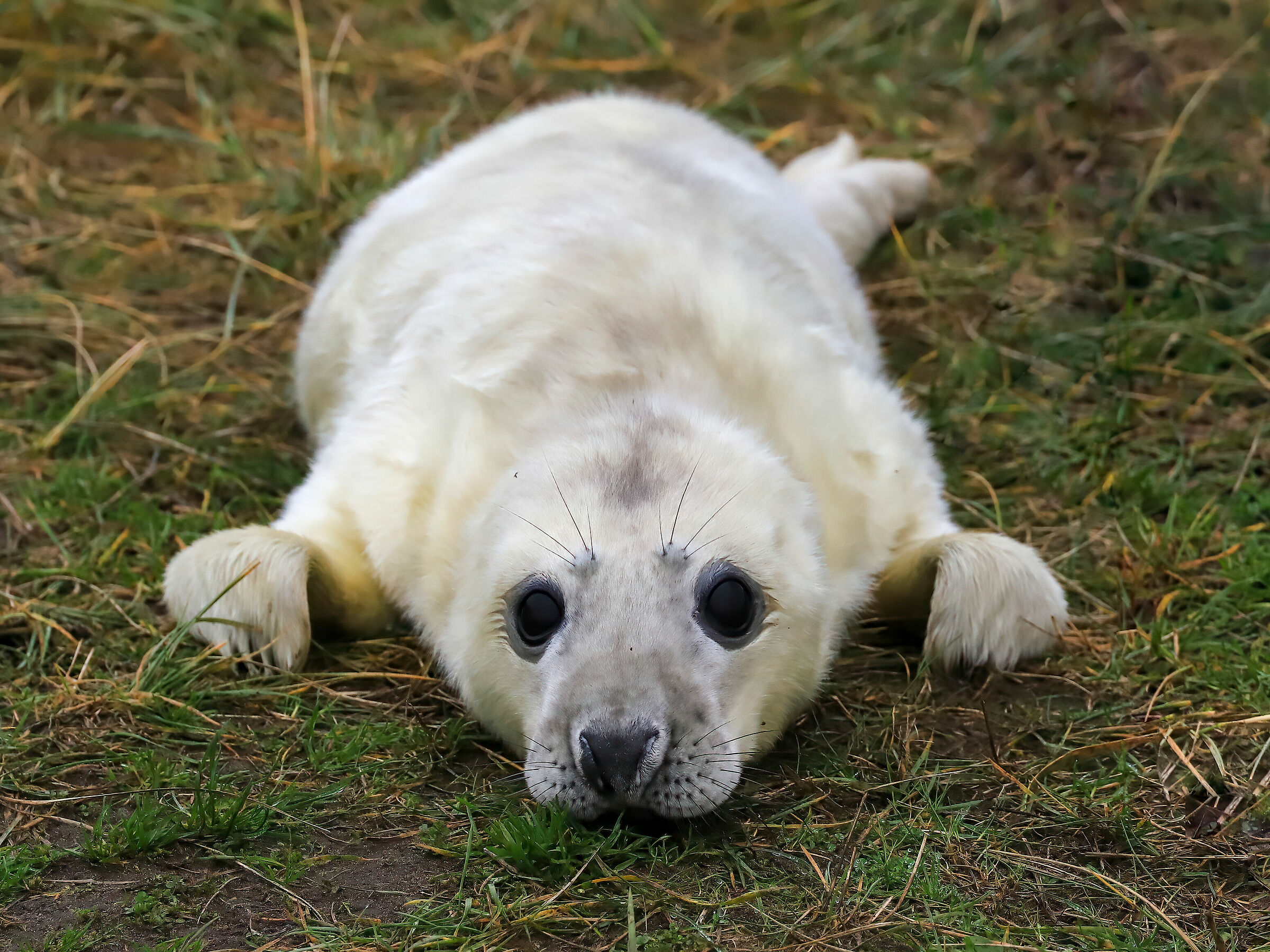 Donna Nook's Seals (Lincolnshire - UK)