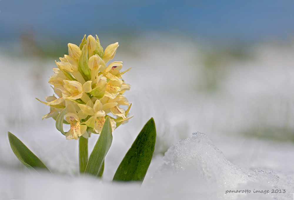 Dactylorhiza sambucina come bucaneve