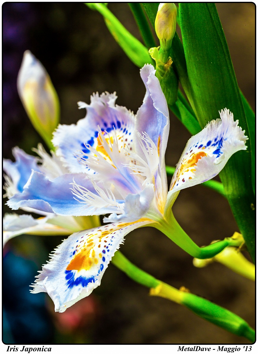 Iris Japonica