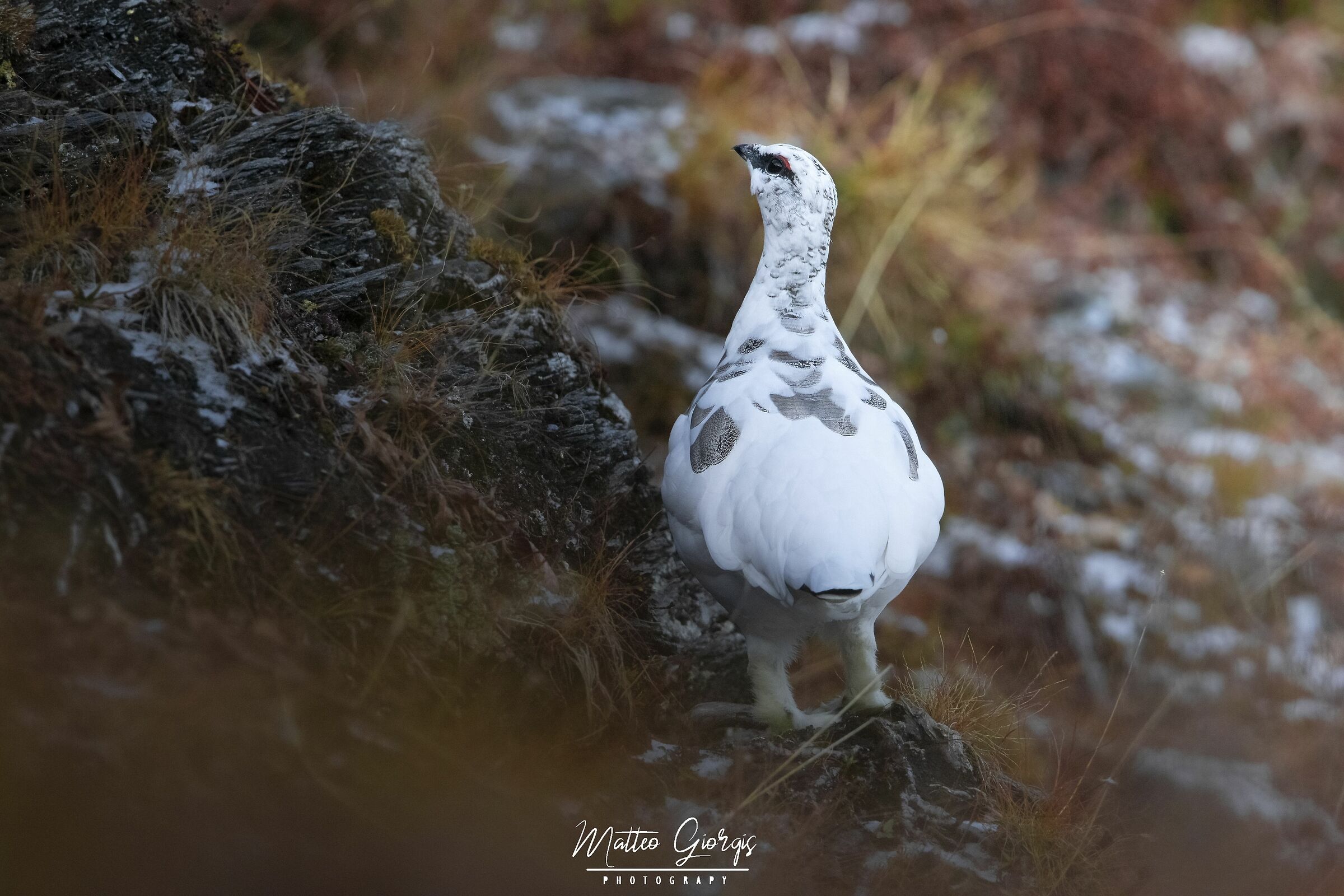 ptarmigan
