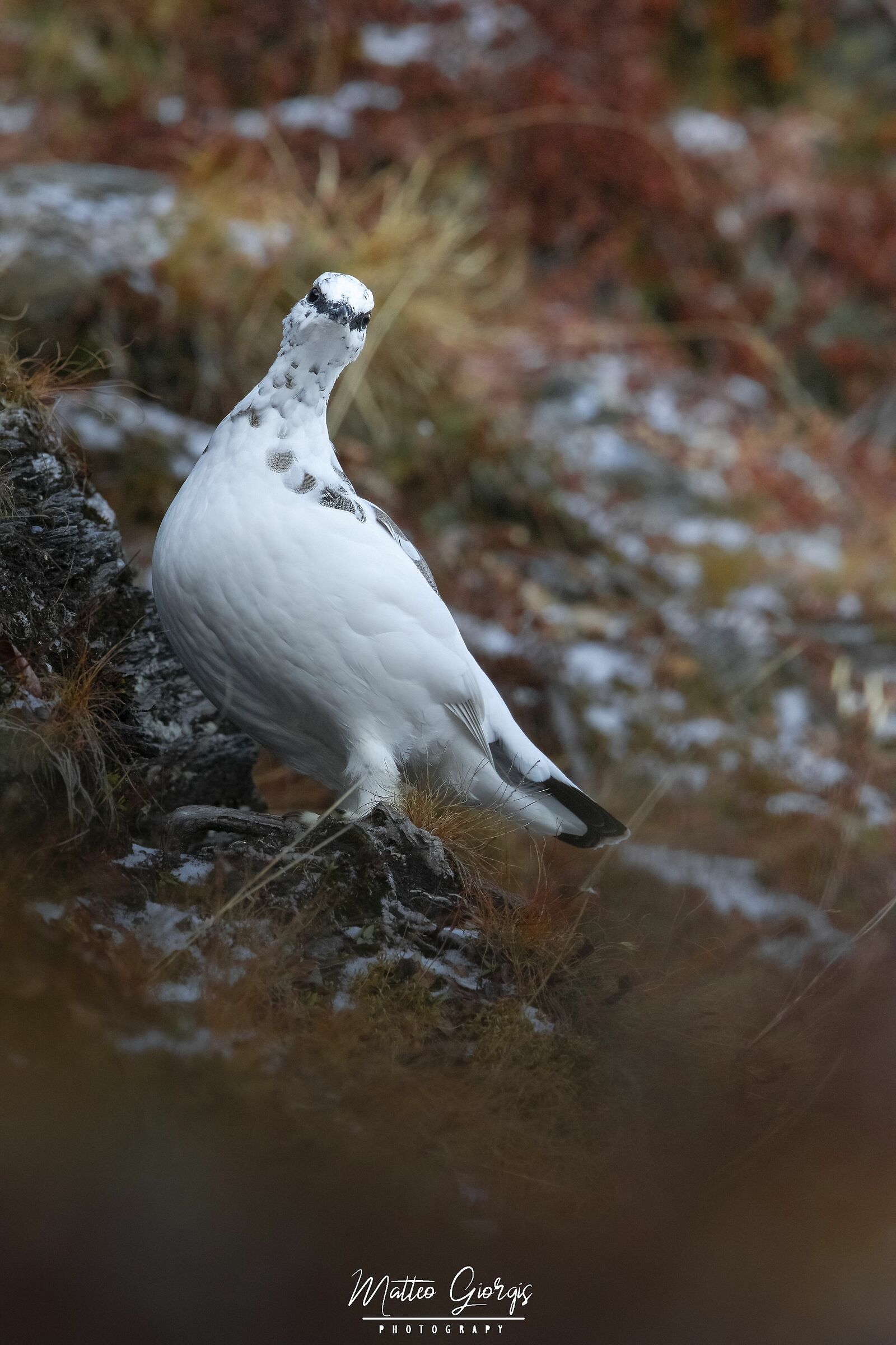 ptarmigan