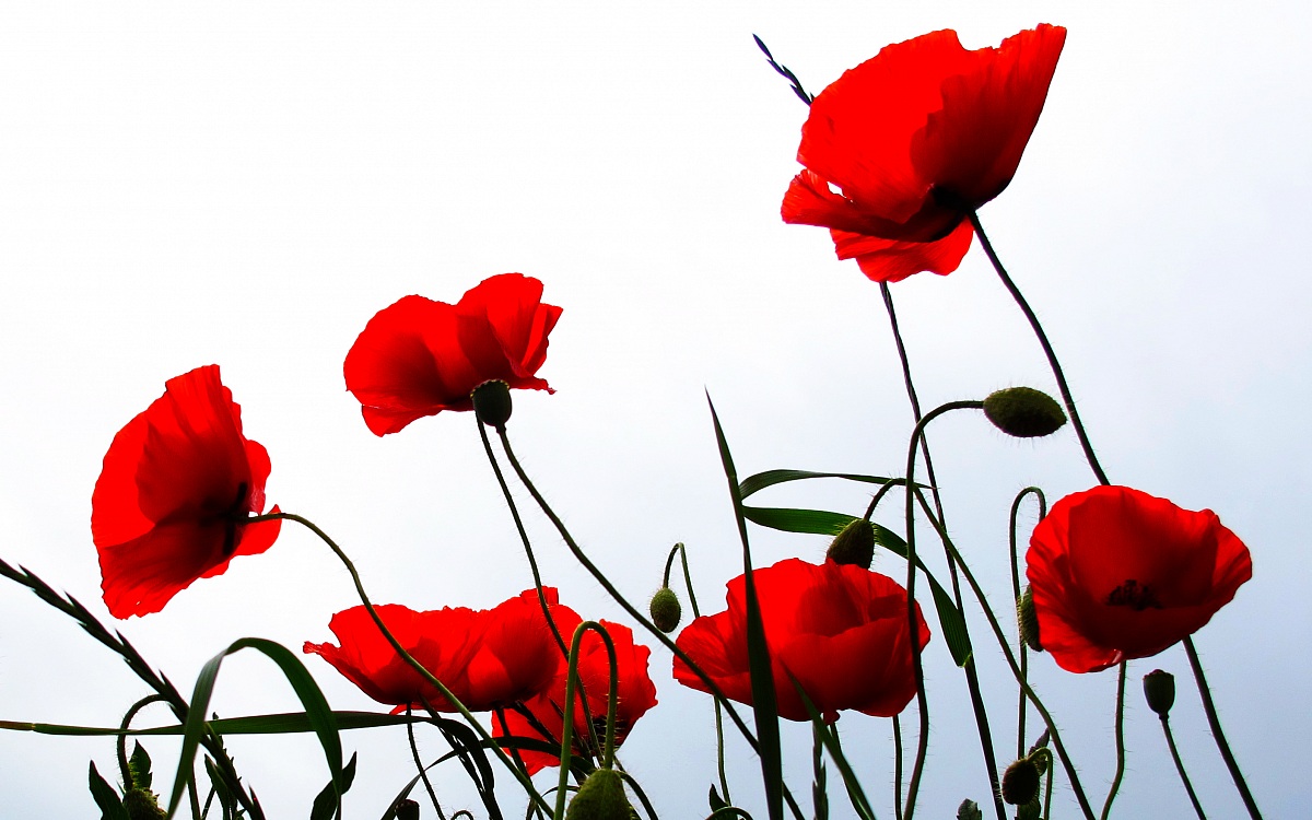 Semplicemente papaveri