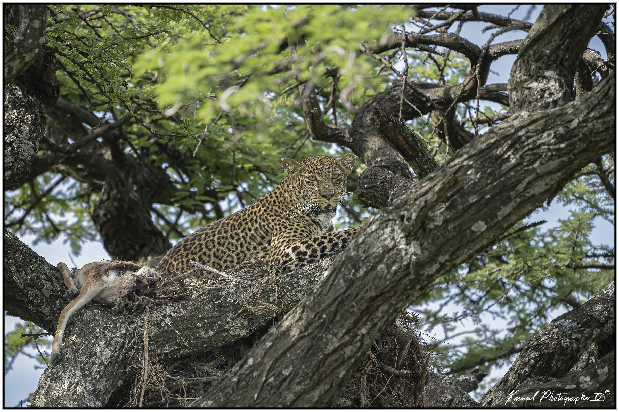 Leopardo(Panthera pardus)