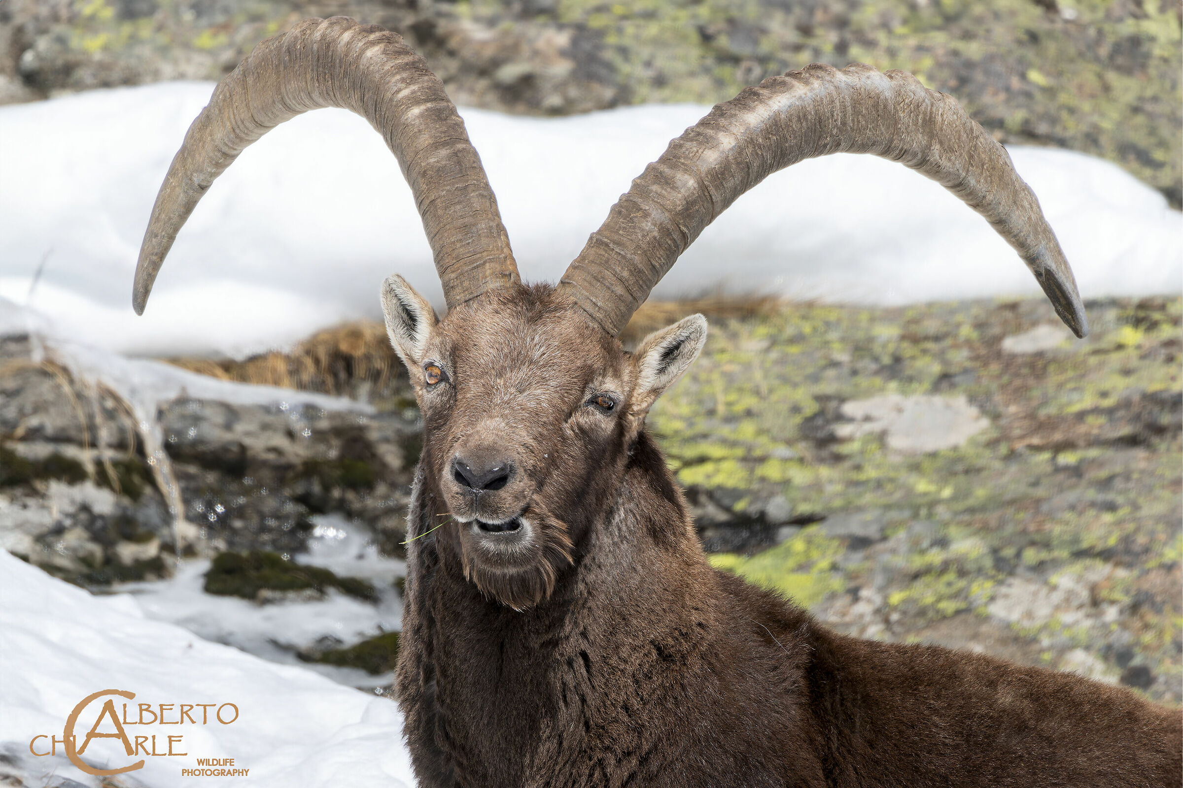 Ibex (Capra ibex)