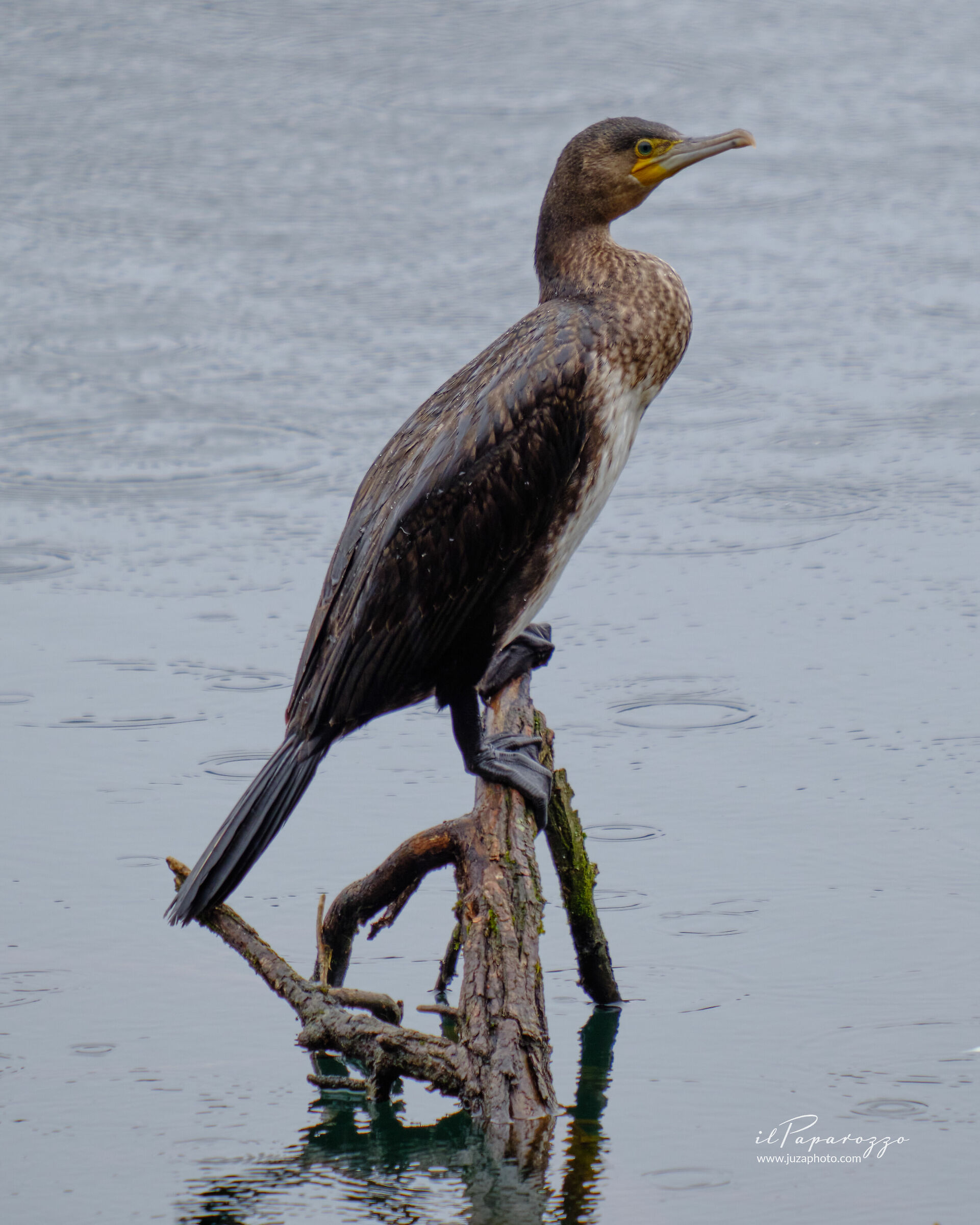 Cormorant