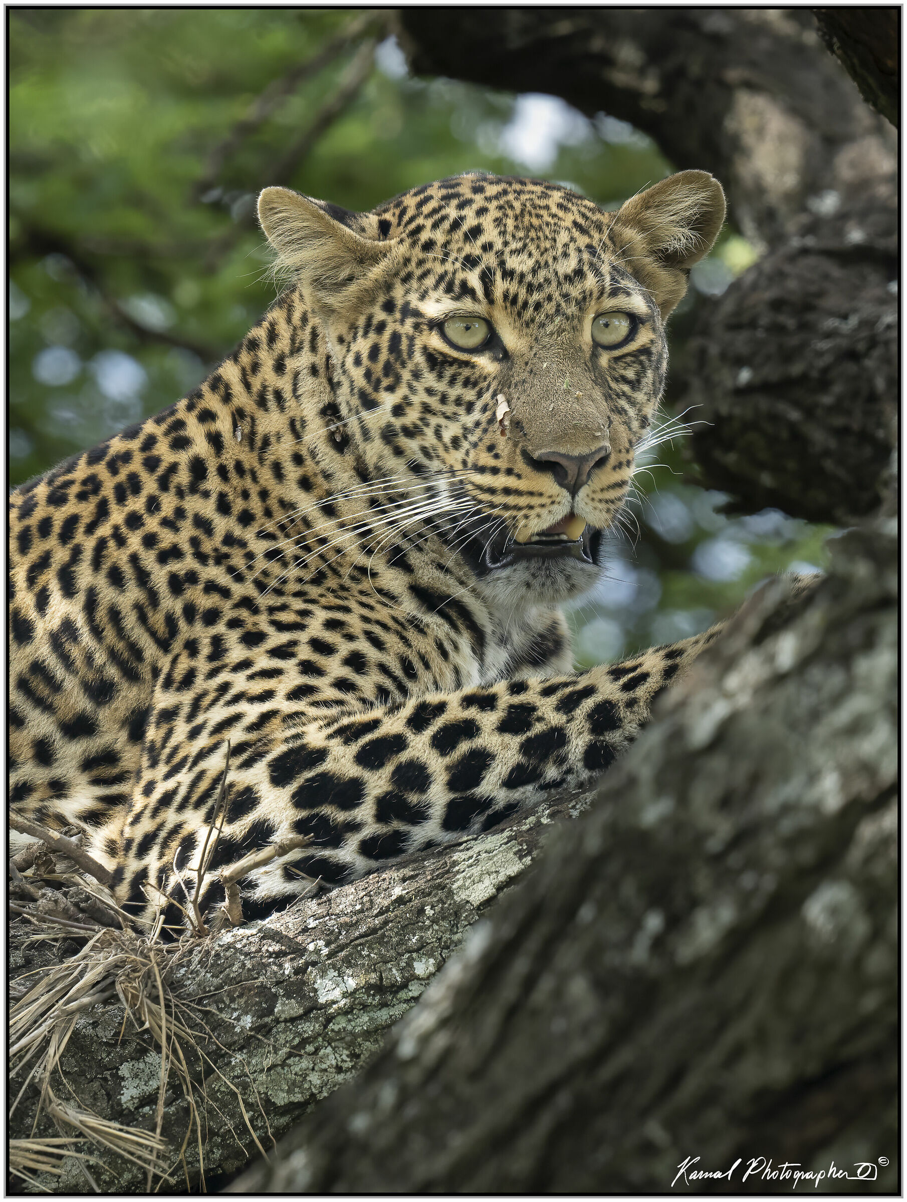Leopardo(Panthera pardus)