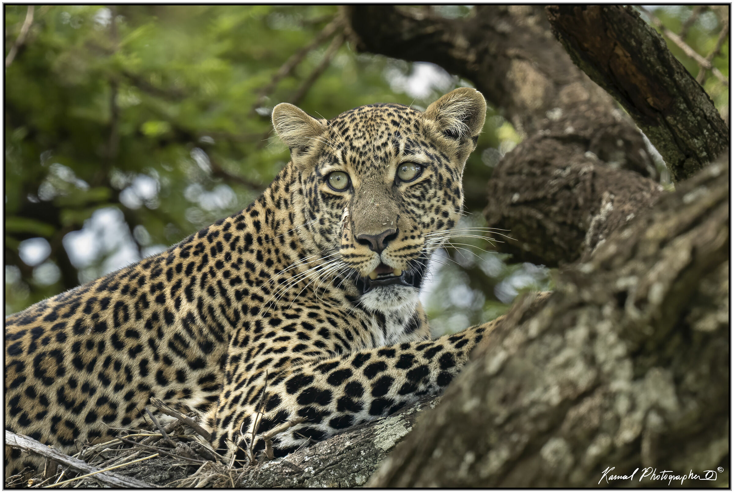 Leopardo(Panthera pardus)