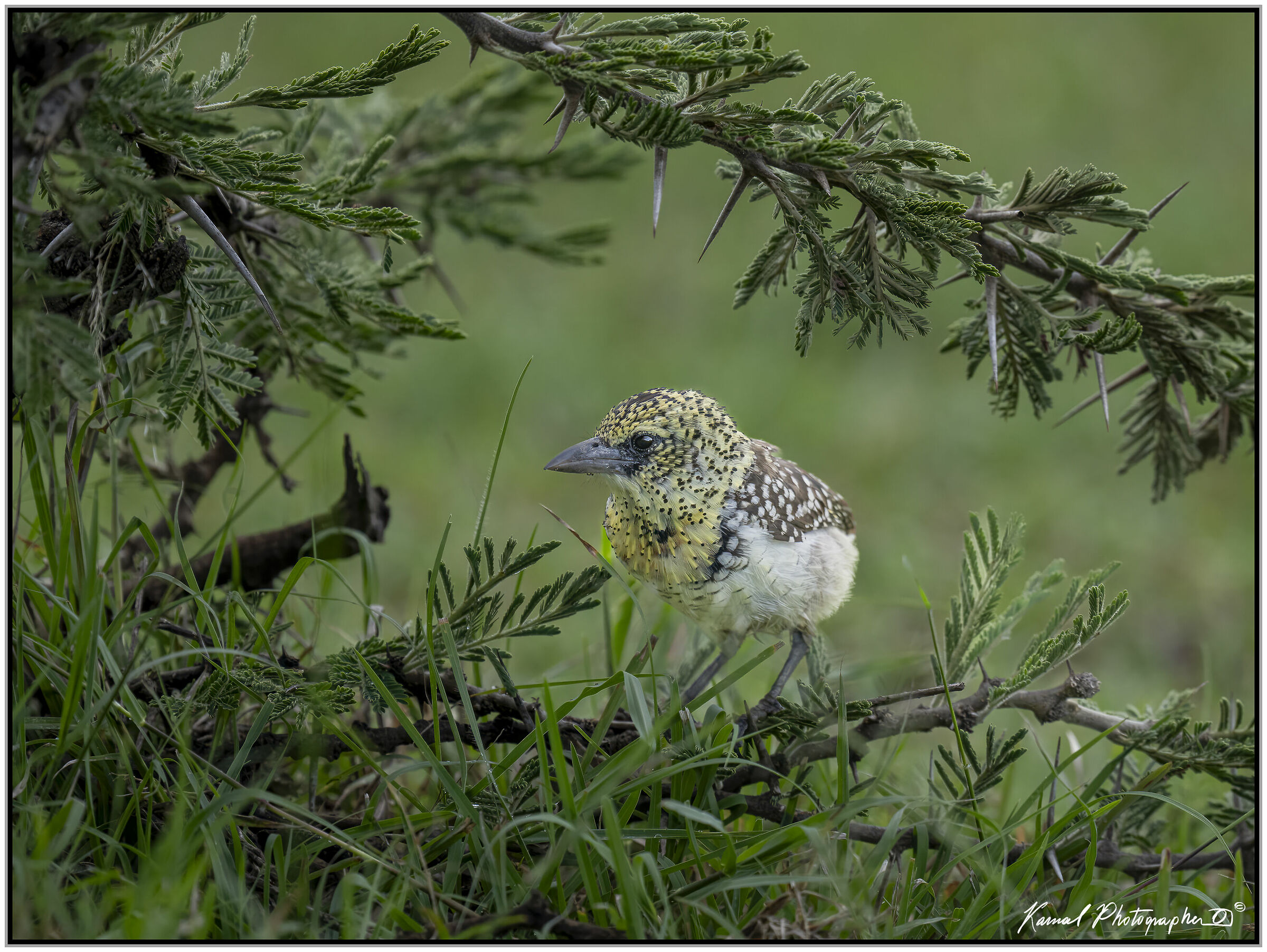 (Red-fronted tinkerbird)(Pogoniulus pusillus)