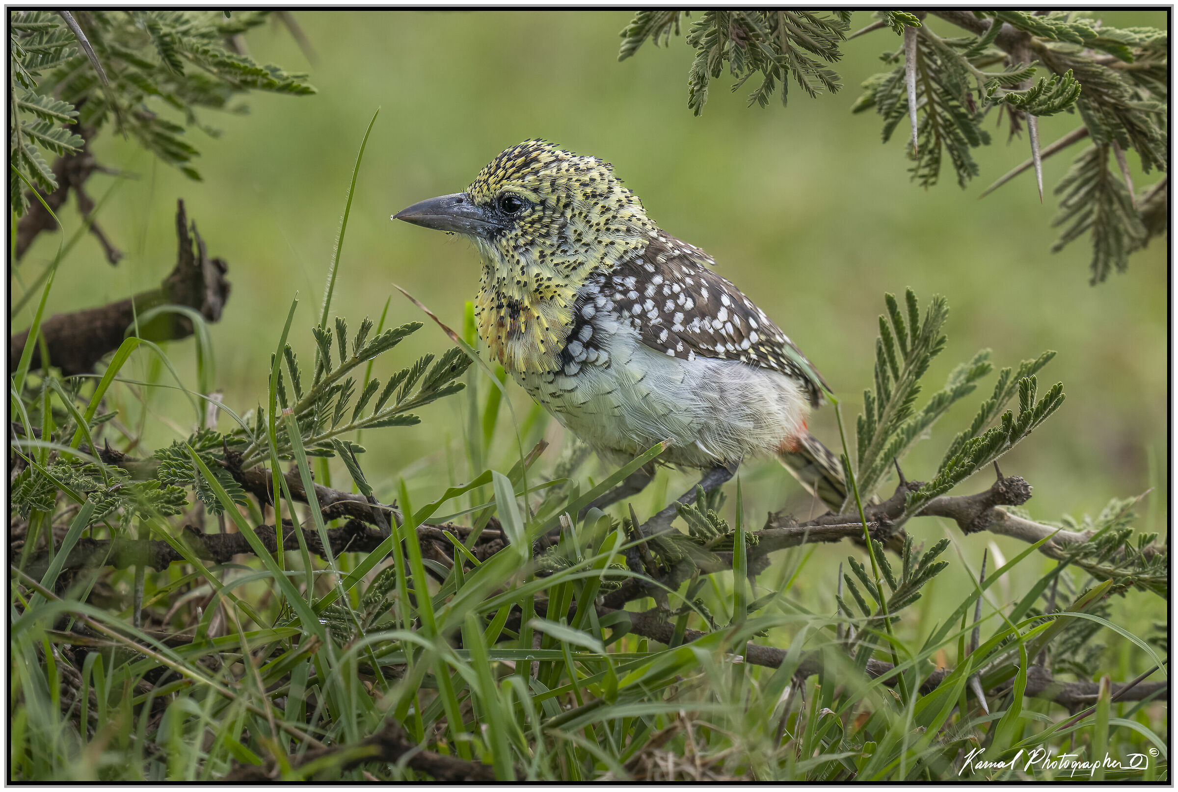 (Red-fronted tinkerbird)(Pogoniulus pusillus)