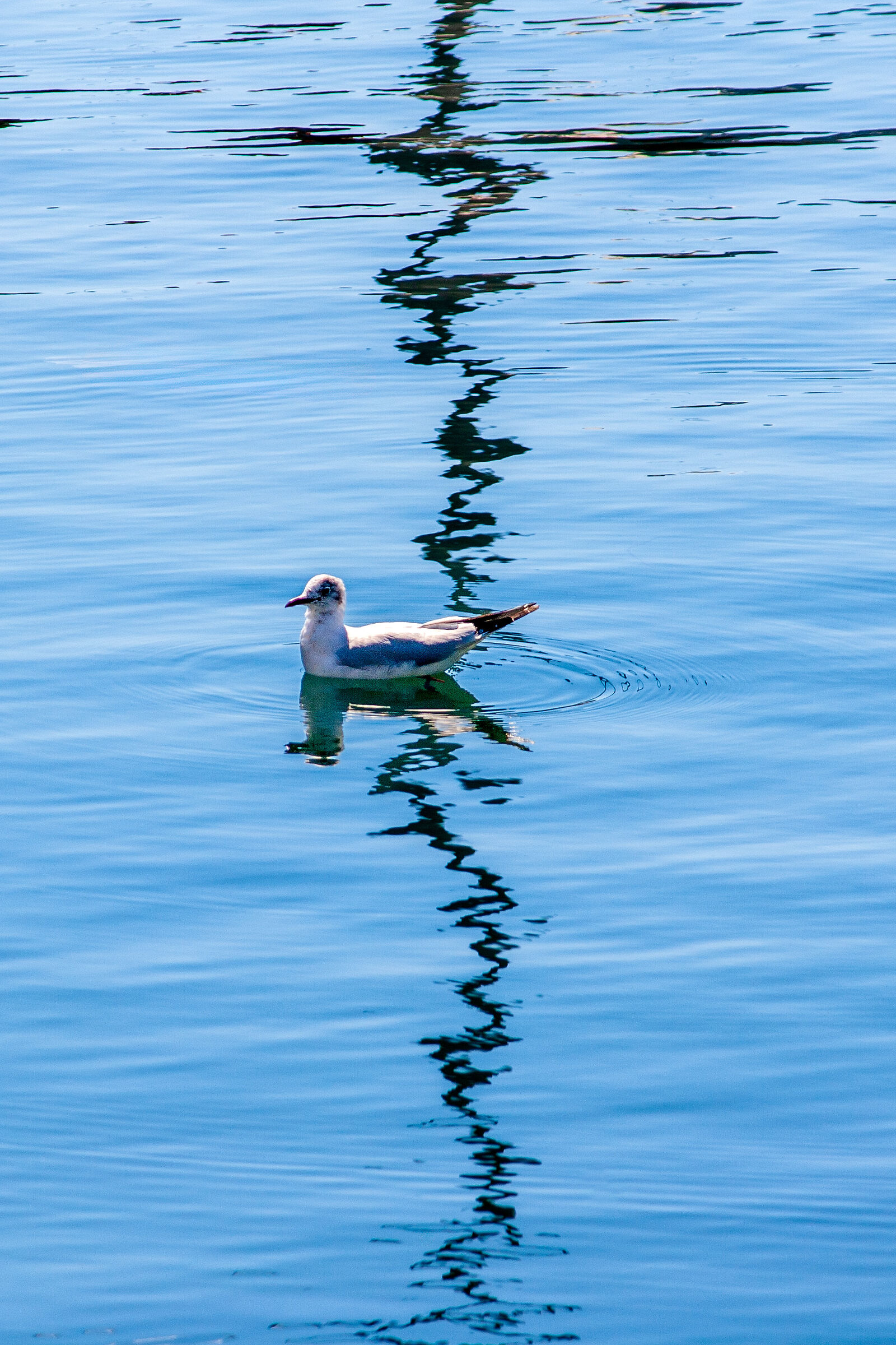 More than half of the sea...